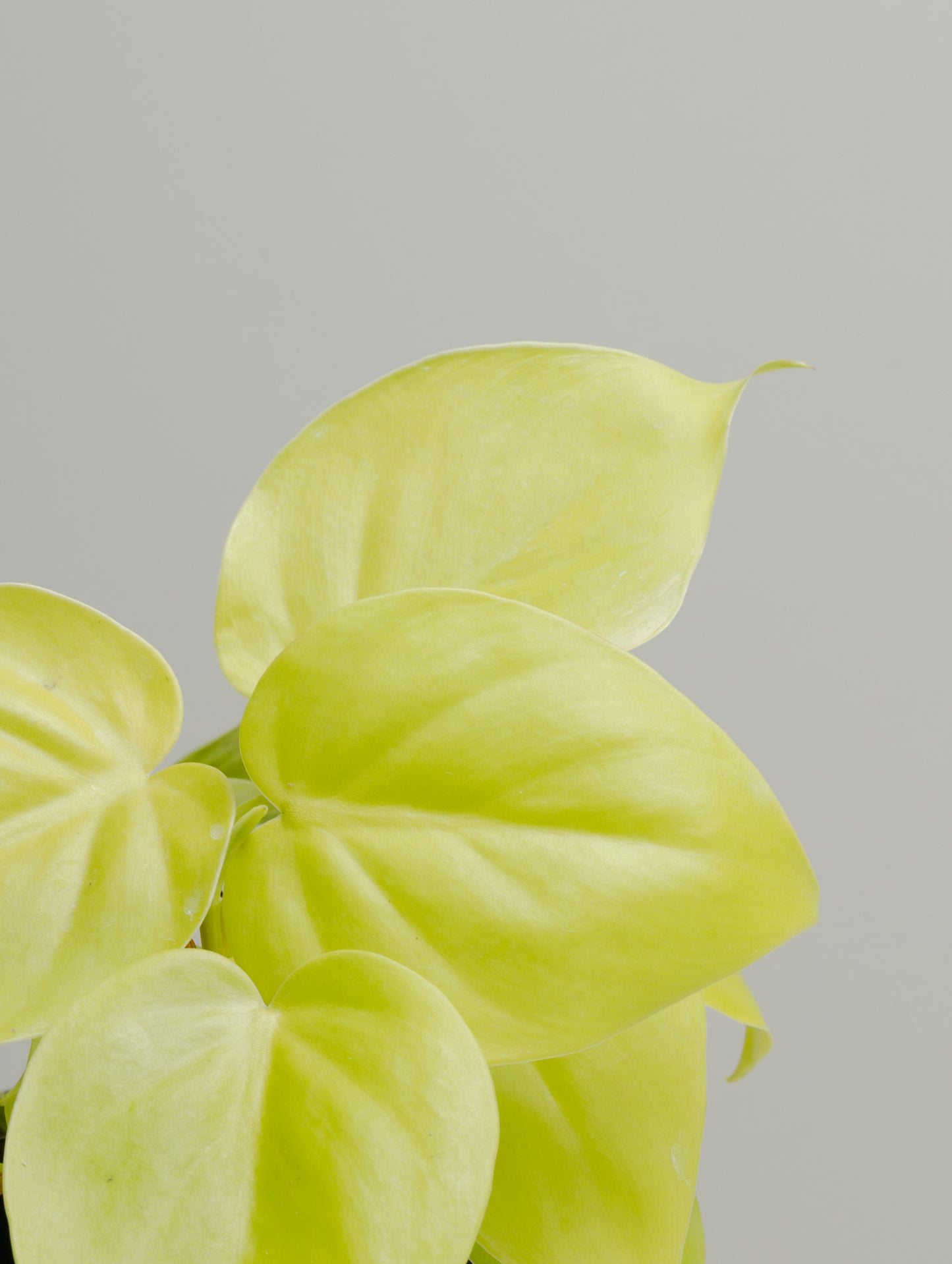 Philodendron Cordatum, Neon Green (120mm pot size)