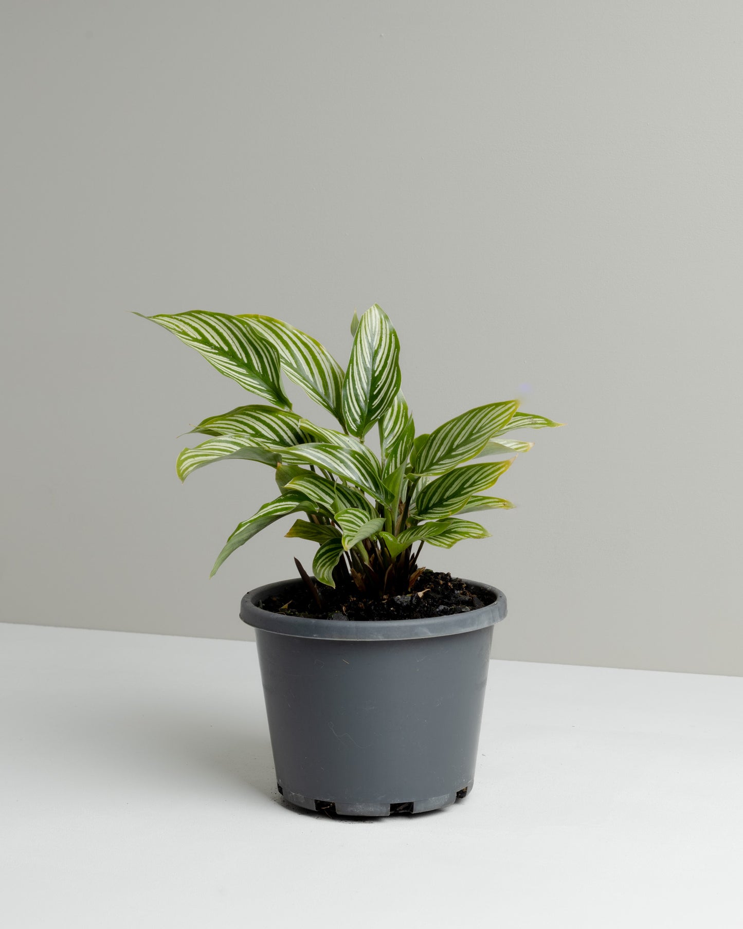 Calathea Vittata plant. Buy indoor plants online and have it delivered to your door.