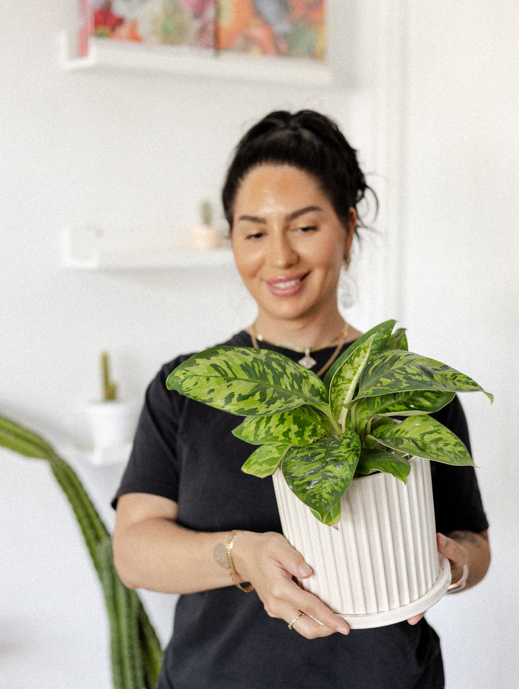 Little Fox lane Buy Plants Online Little Fox Lane