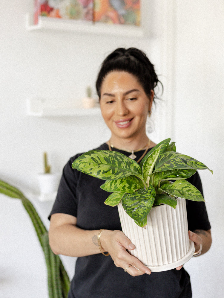 Little Fox lane Buy Plants Online Little Fox Lane