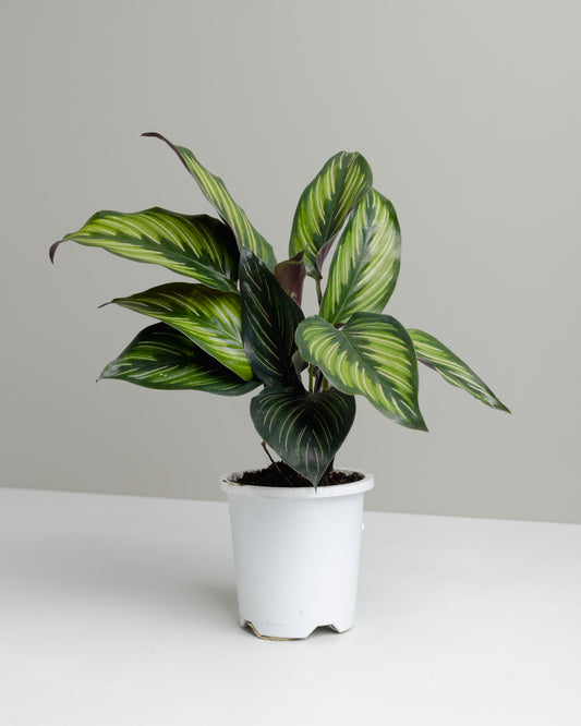 Calathea beauty star, buy plants and have them delivered or choose click and collect to pick up from our Brisbane store.
