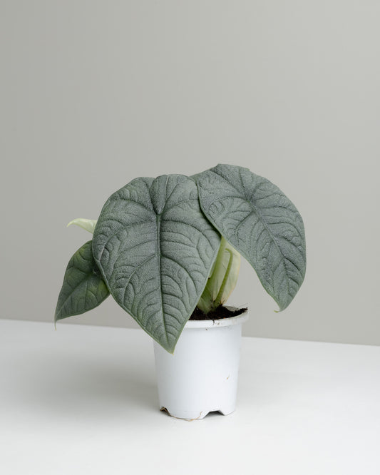 Alocasia rugosa, Melo. buy plants and have them delivered or choose click and collect to pick up from our Brisbane store.