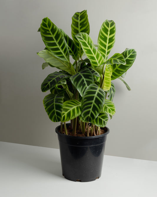Calathea Zebrina (250mm Pot)
