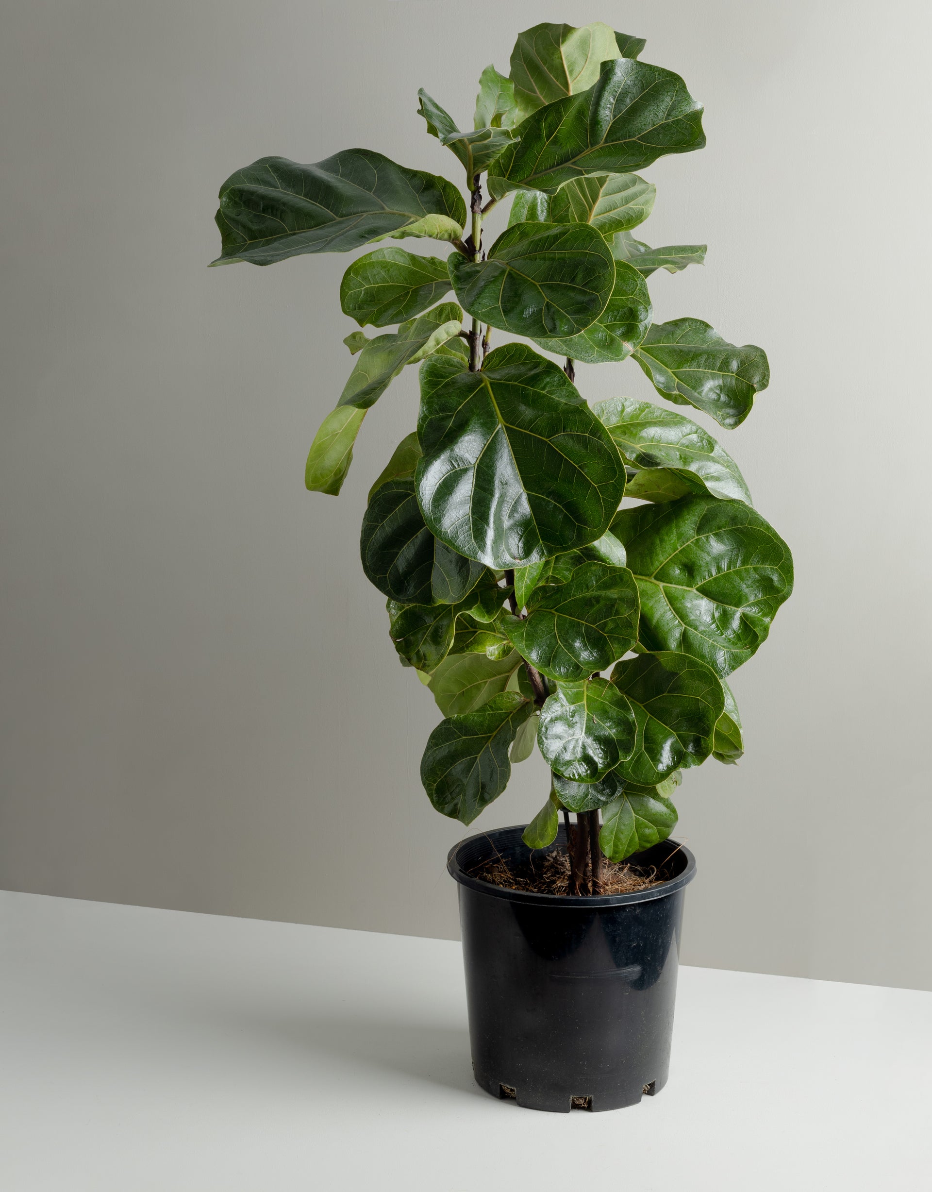 fiddle leaf fig em portugues Fiddle Leaf Fig, Bambino (200mm Pot Size) – Little Fox Lane