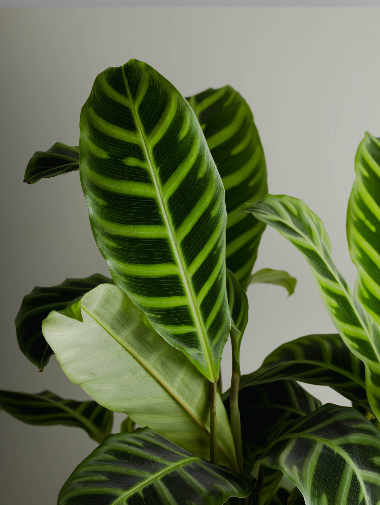 Calathea Zebrina (250mm Pot)