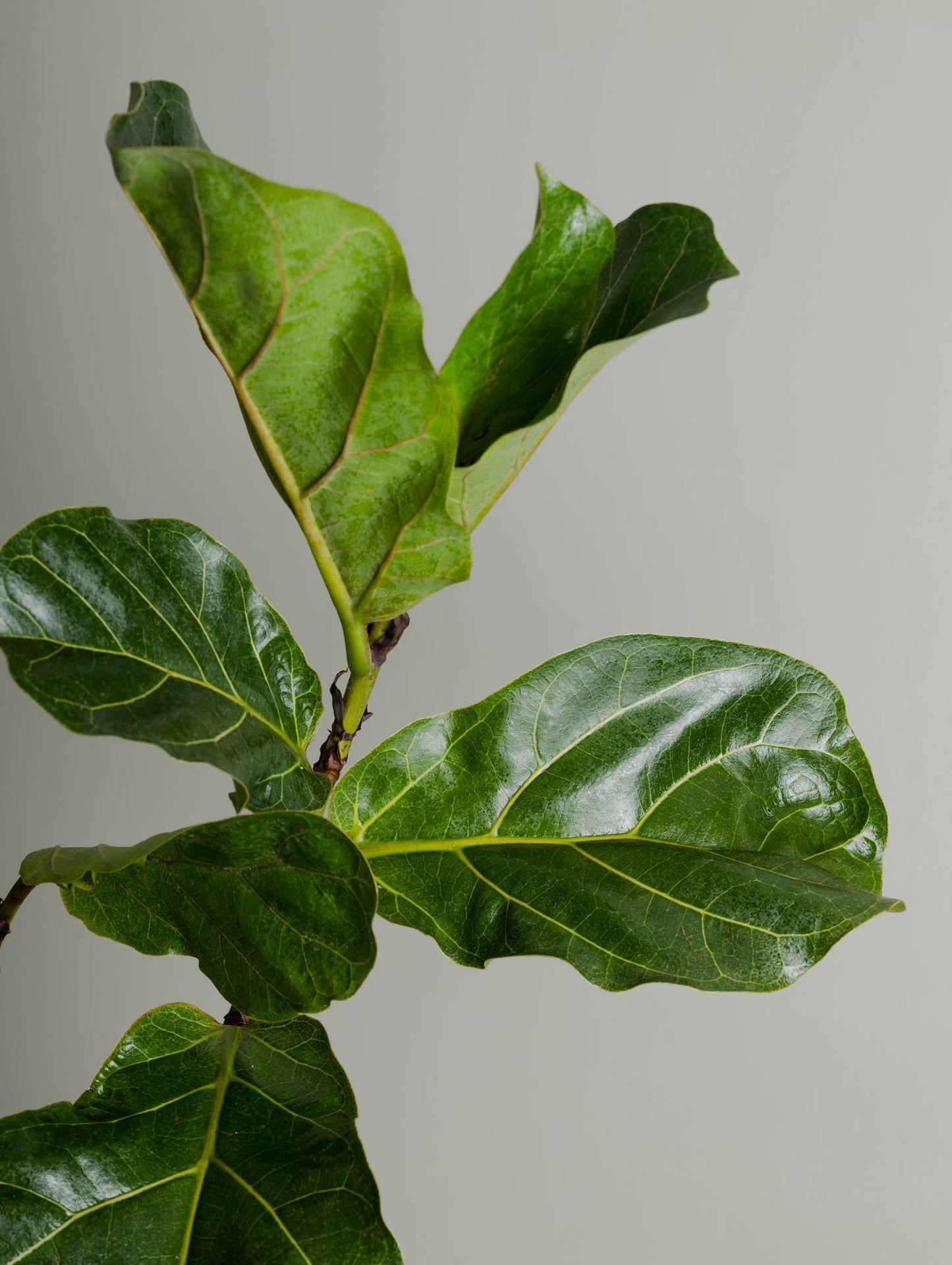 Fiddle Leaf Fig, Bambino (200mm Pot Size)