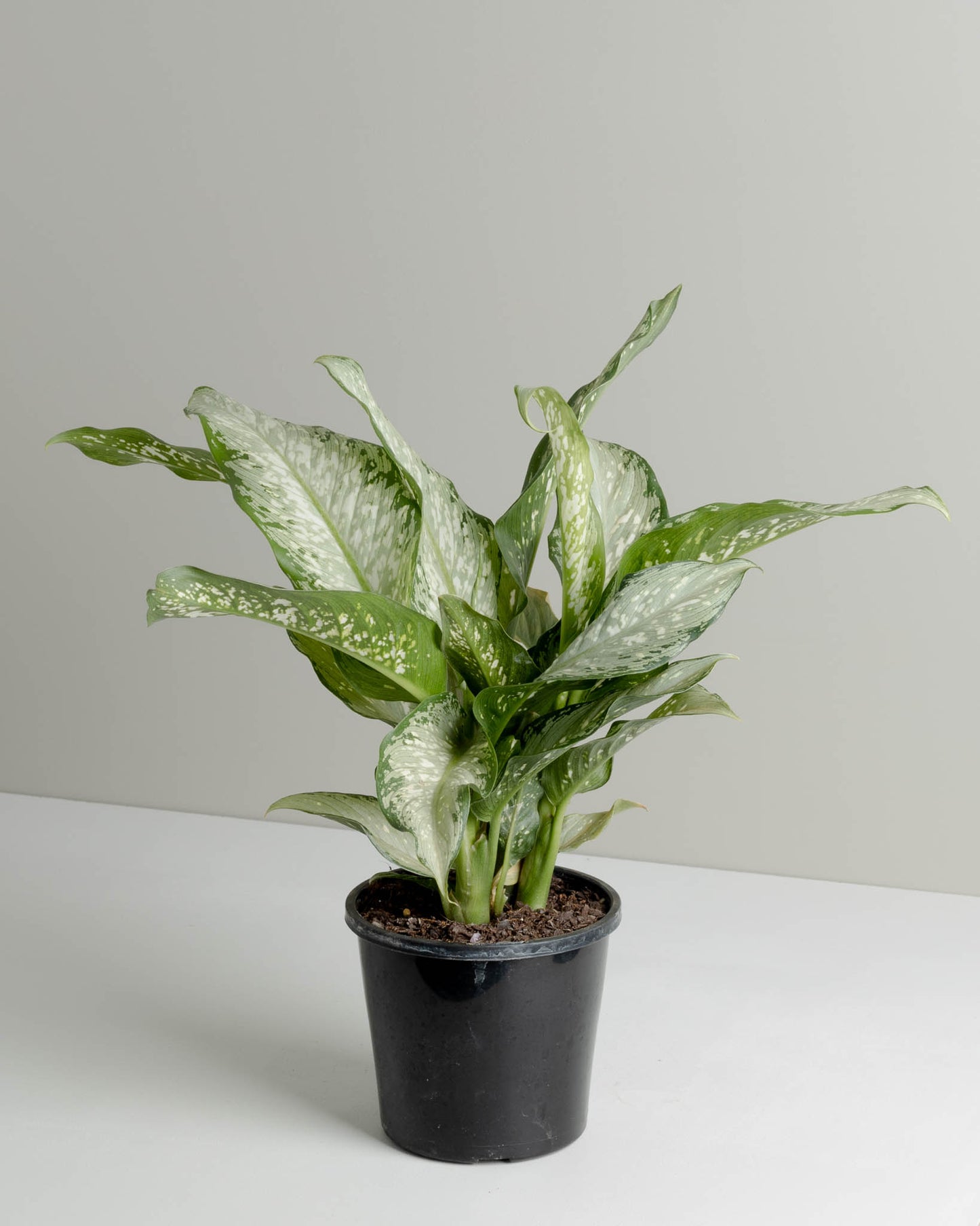 dieffenbachia pot size Dieffenbachia, Trop Tiki (130mm pot size)