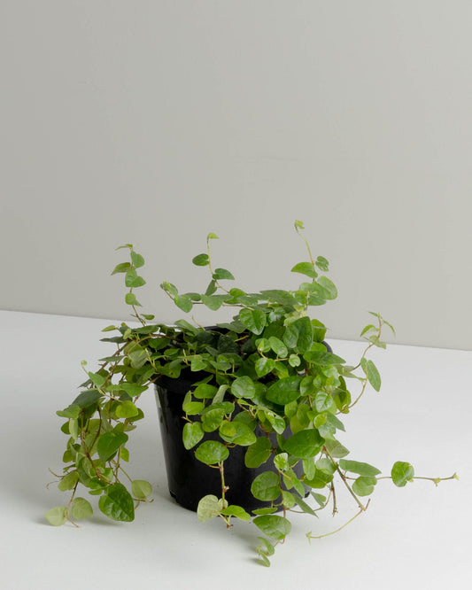 Ficus Pumila, Creeping Fig (130mm pot size)