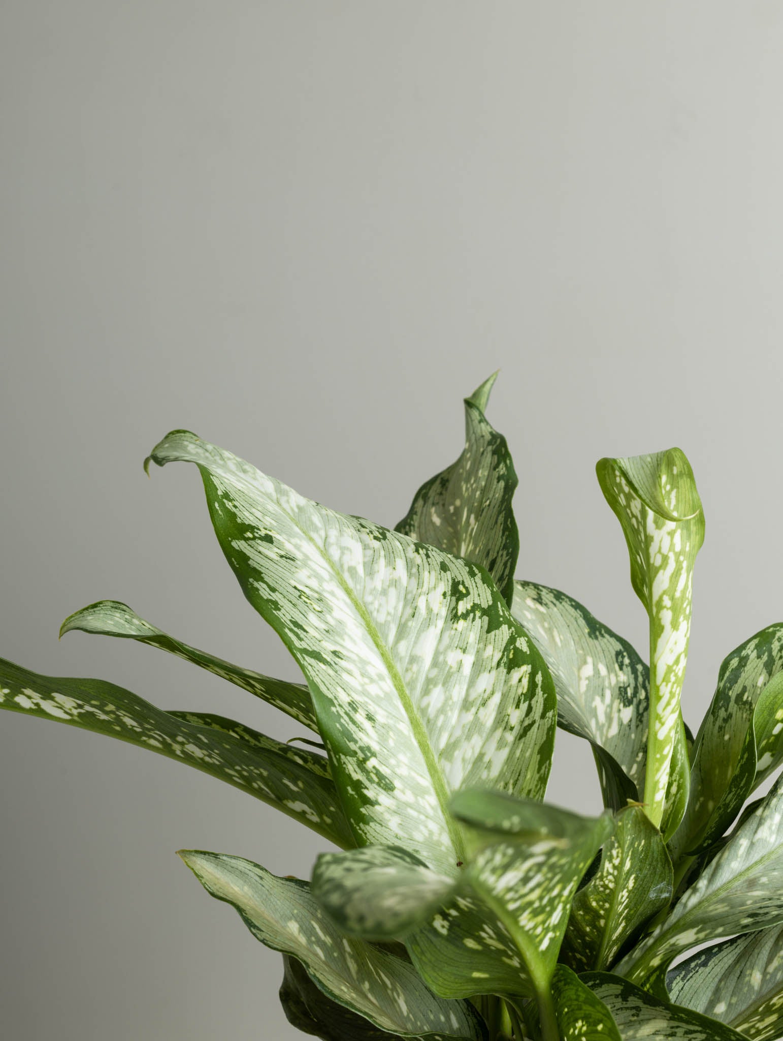 tiki dieffenbachia Dieffenbachia, Trop Tiki (130mm pot size)