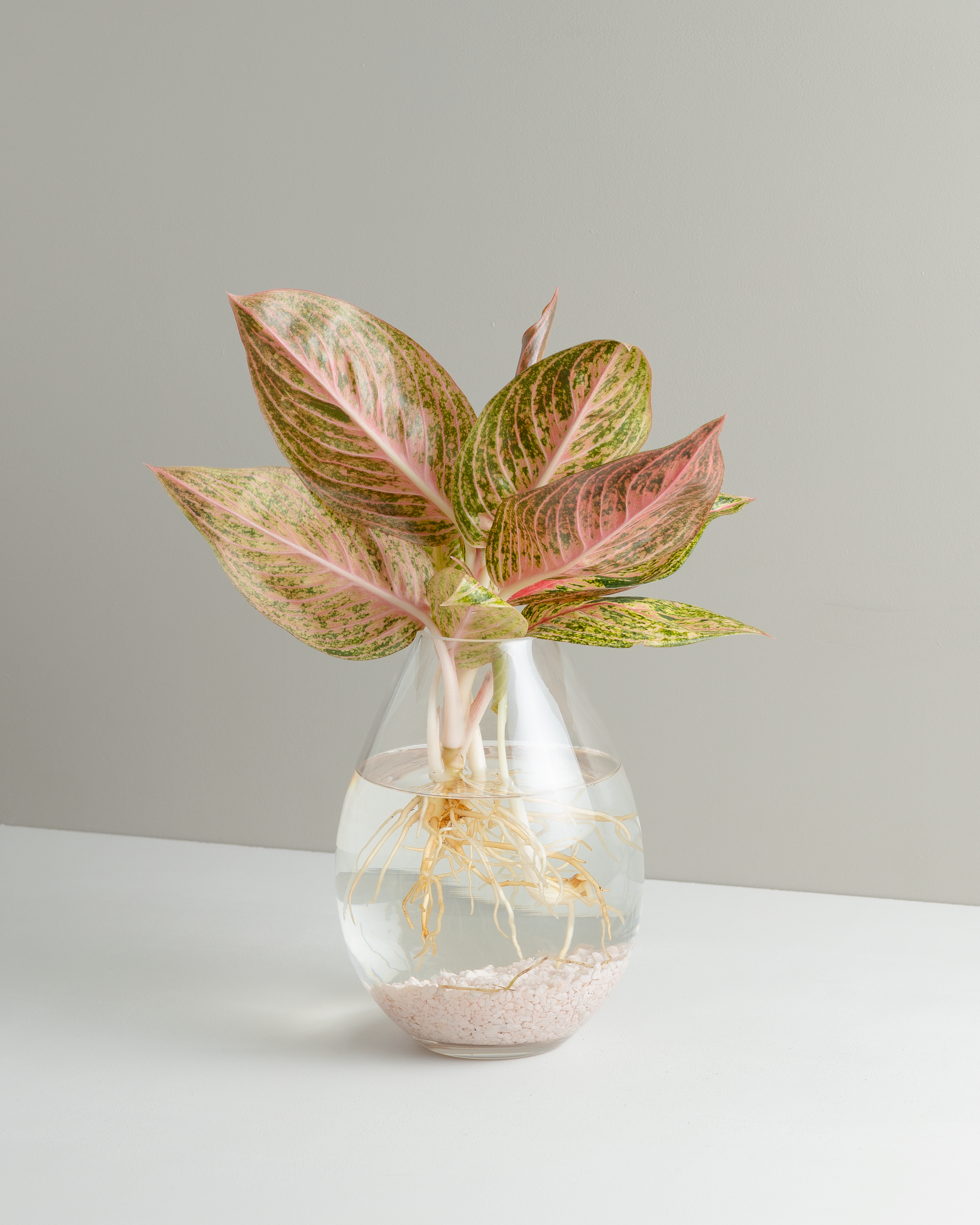 panama aglaonema Aglaonema, Pink Panama, Hydroponic Vessel – Little Fox Lane