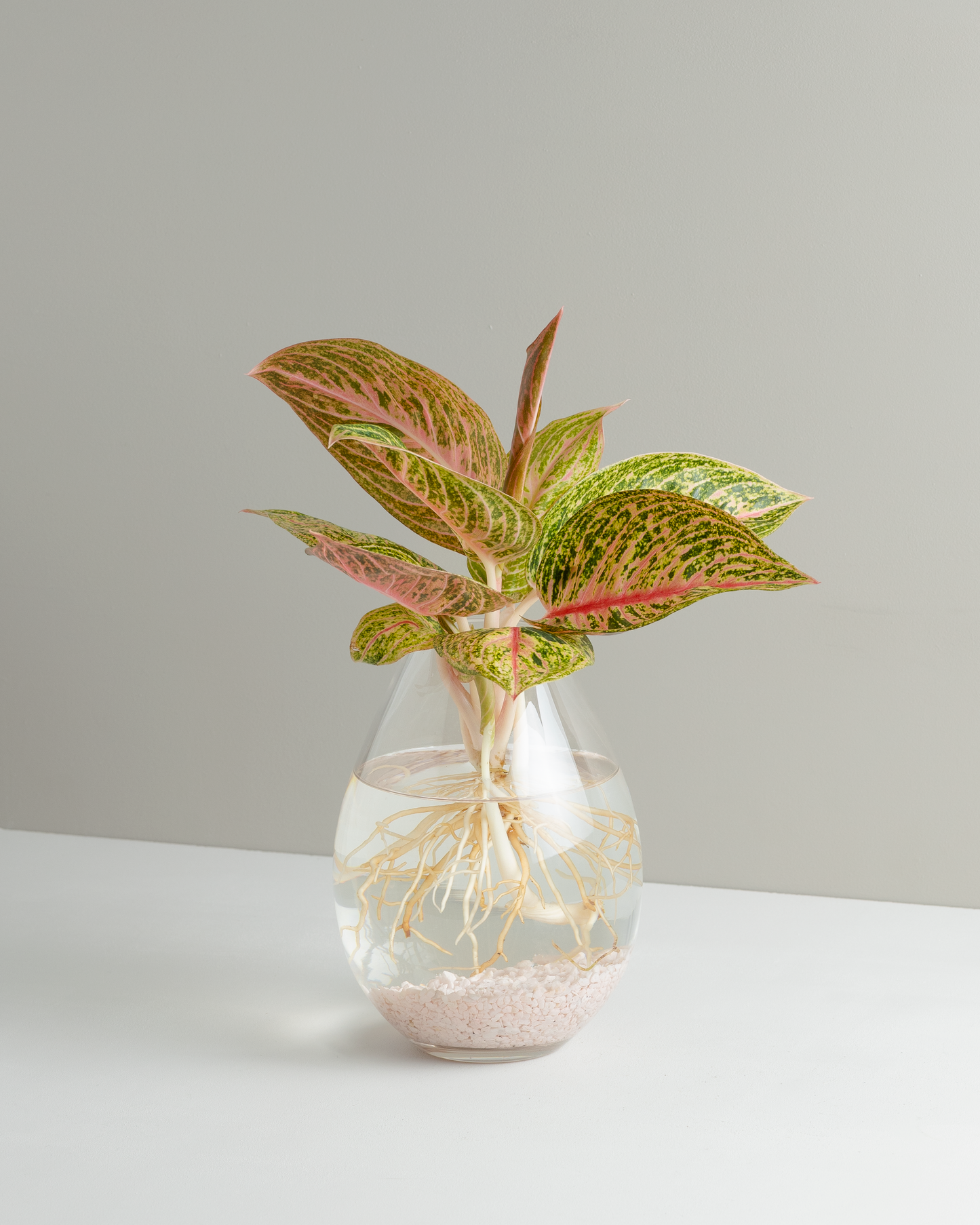 Aglaonema, Pink Panama, Hydroponic Vessel