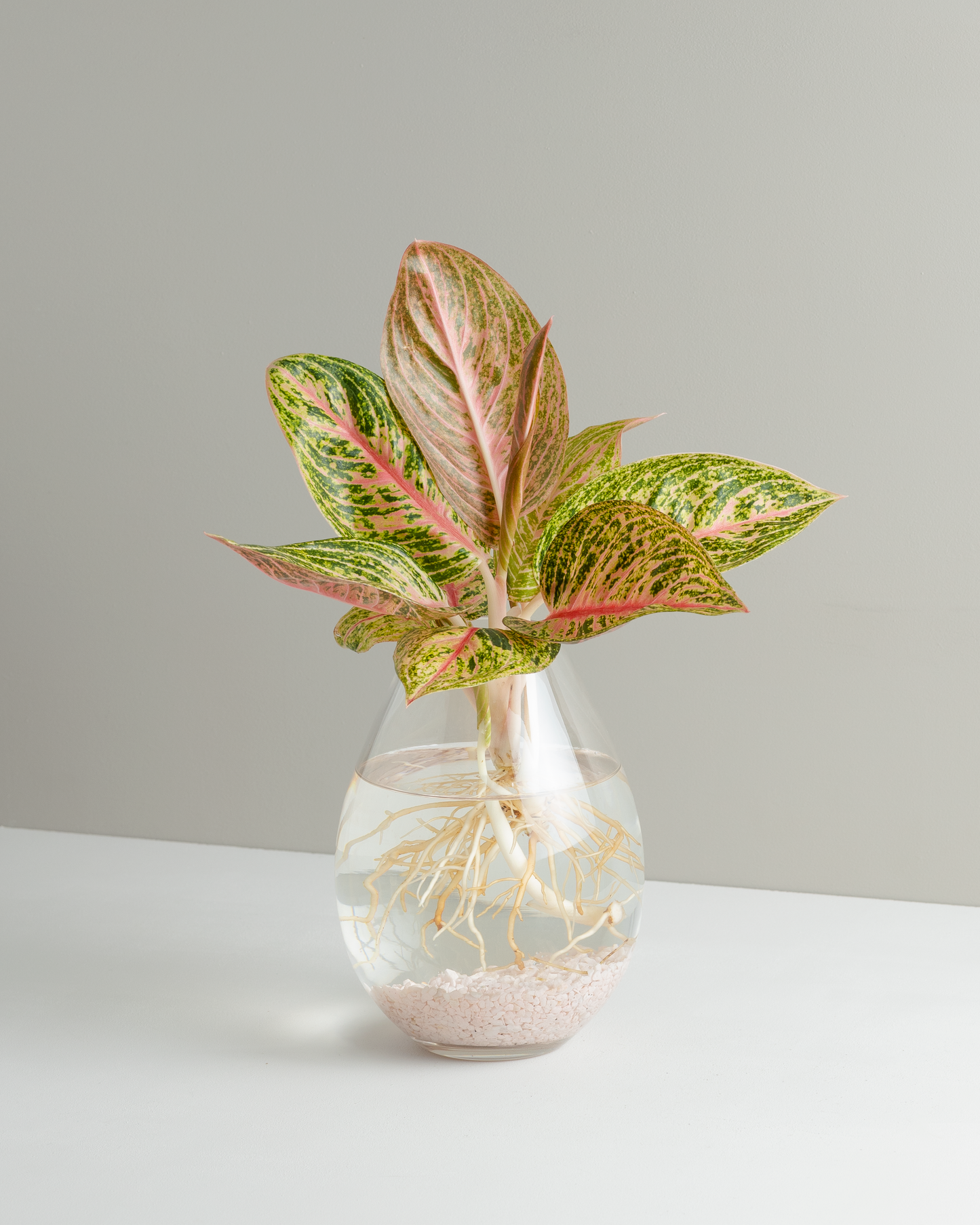 pink panama aglaonema Aglaonema, Pink Panama, Hydroponic Vessel – Little Fox Lane
