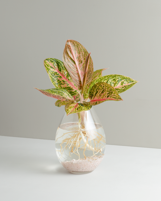Aglaonema, Pink Panama, Hydroponic Vessel