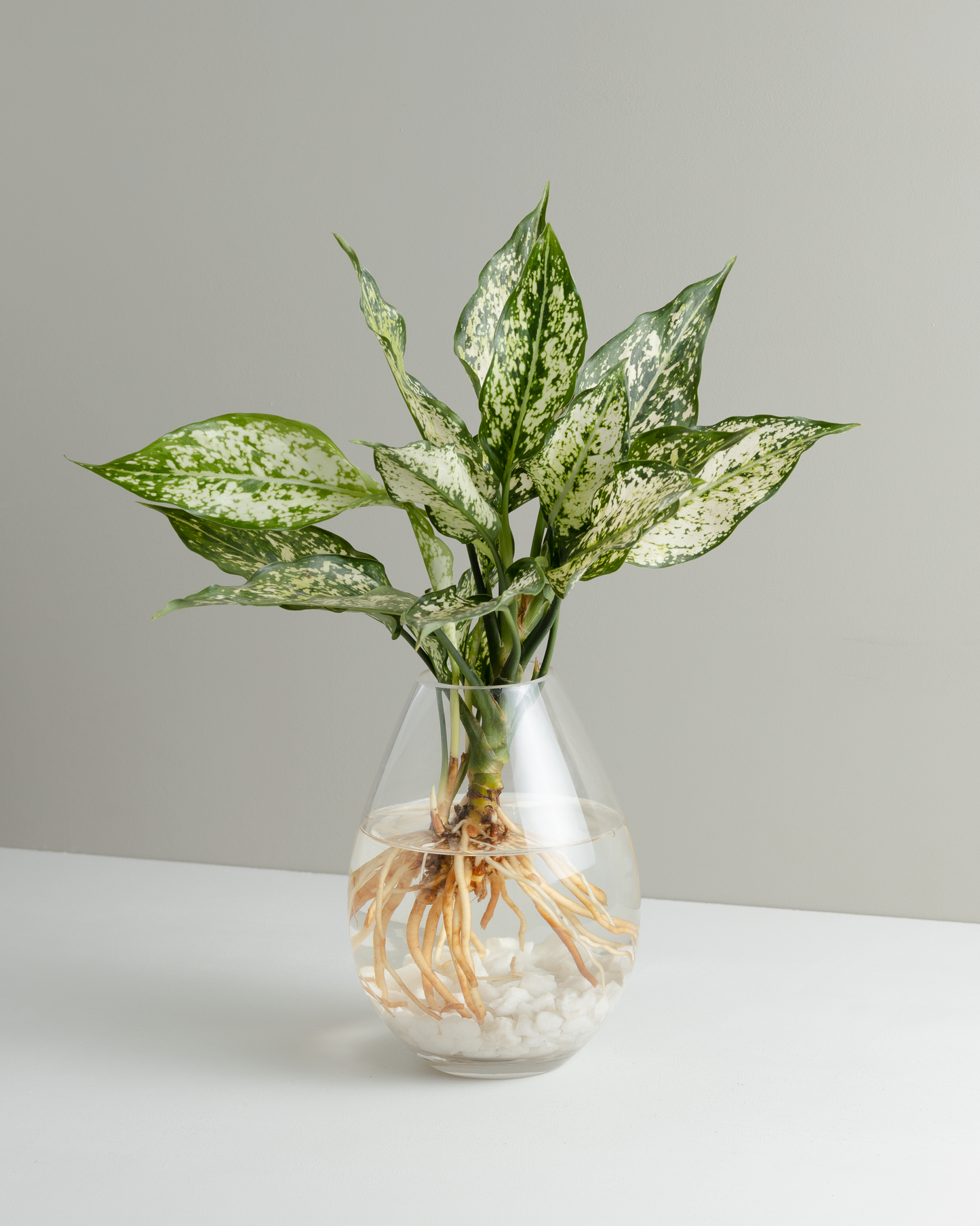 Aglaonema, Thai Snowflake, Hydroponic Vessel