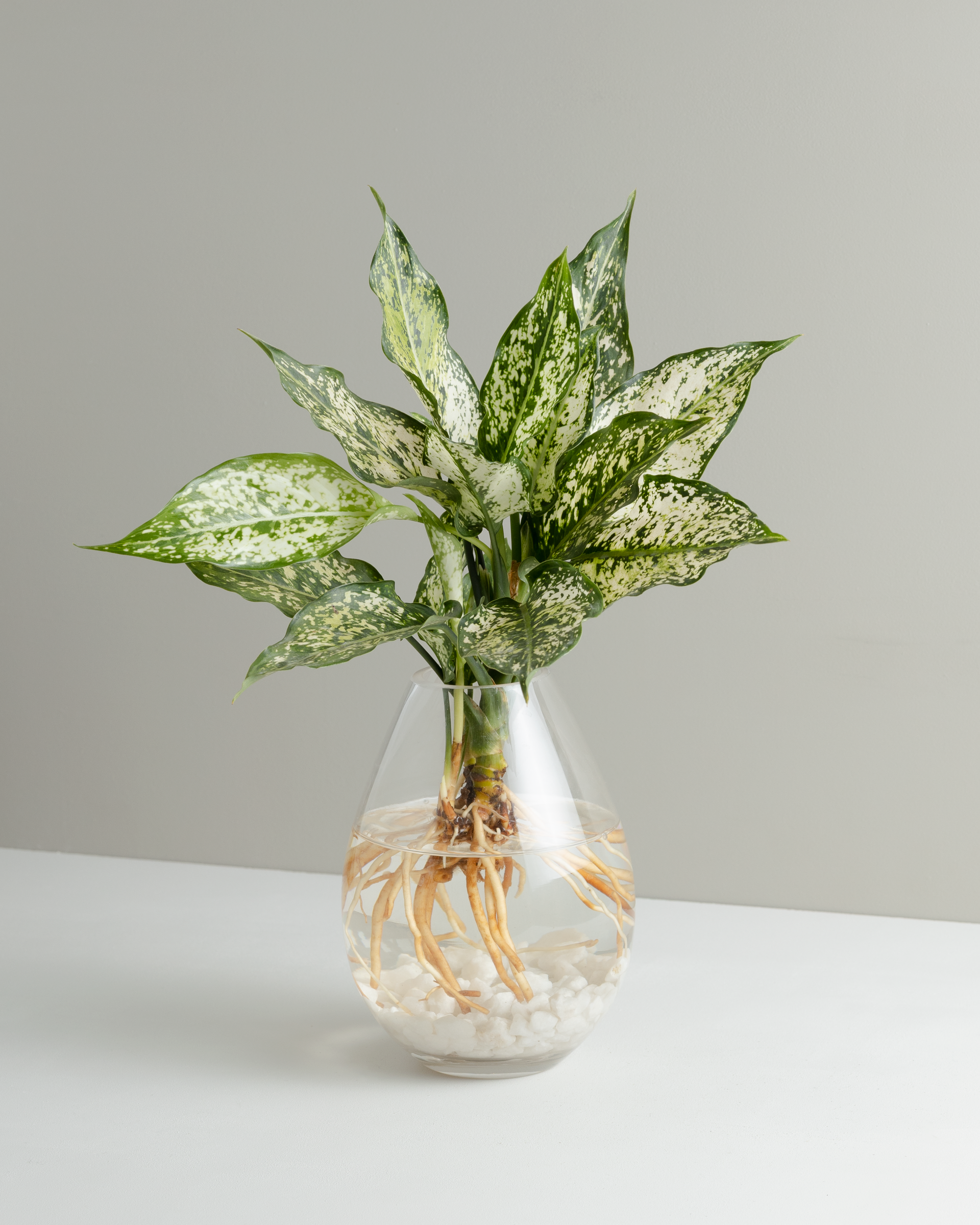 aglaonema thai hybrid Aglaonema, Thai Snowflake, Hydroponic Vessel – Little Fox Lane