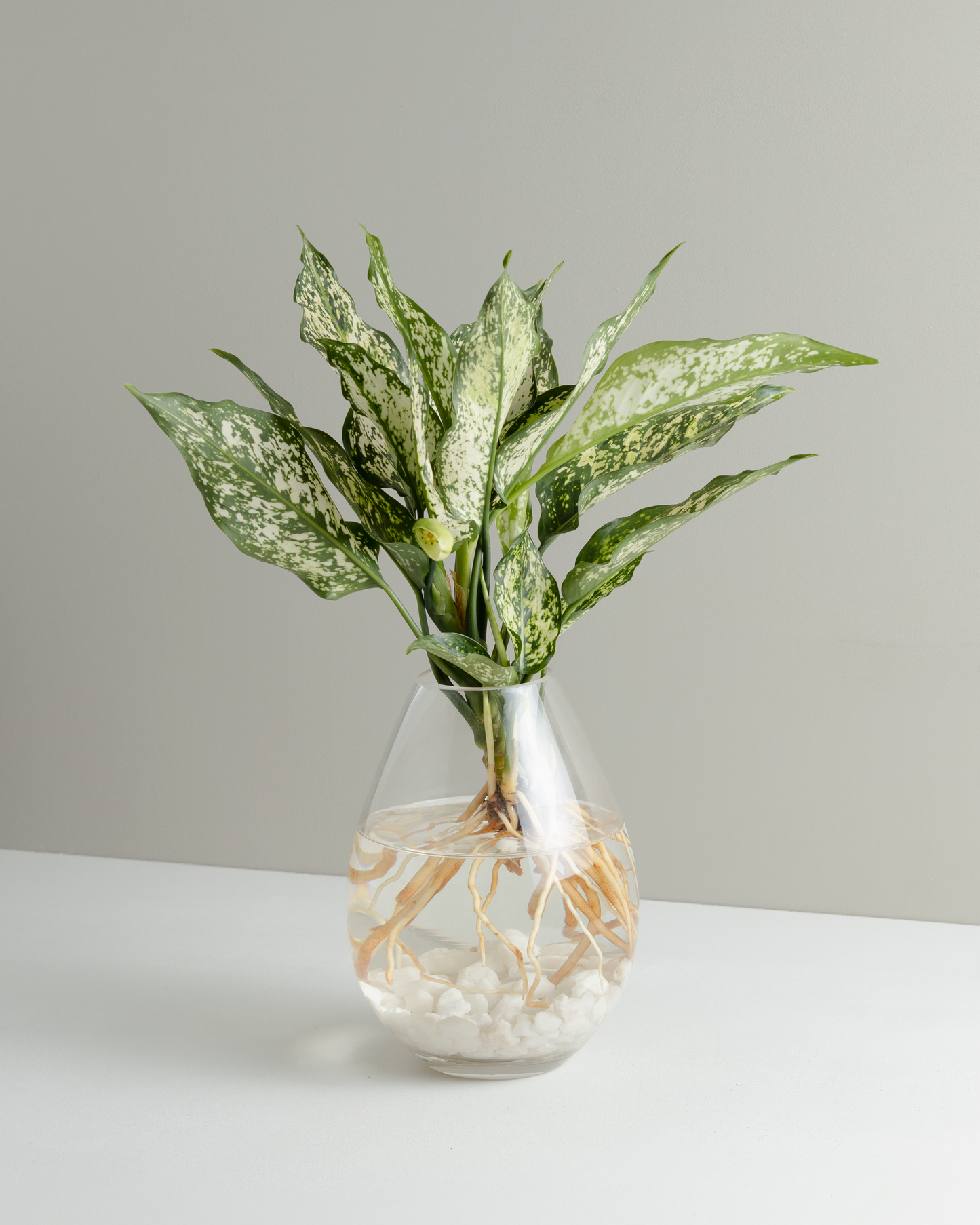 Aglaonema, Thai Snowflake, Hydroponic Vessel
