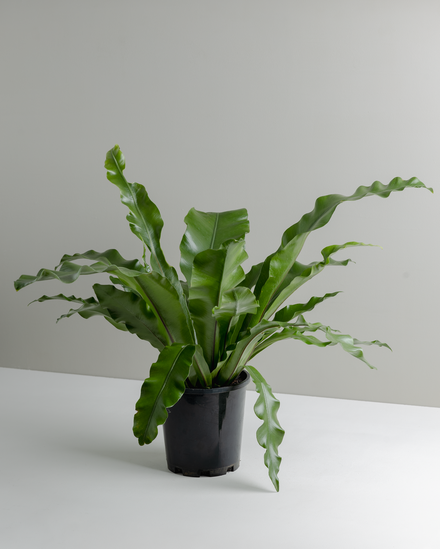 Asplenium (130mm pot size)