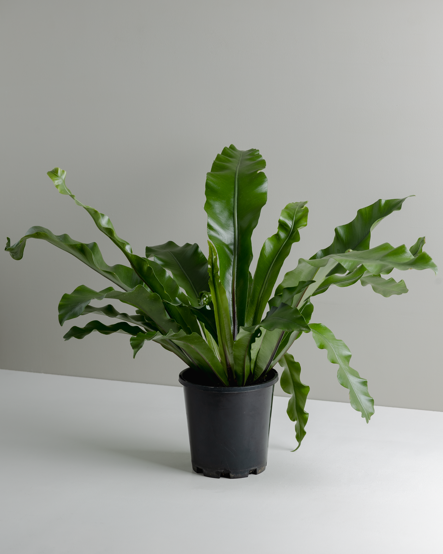 Asplenium (130mm pot size)