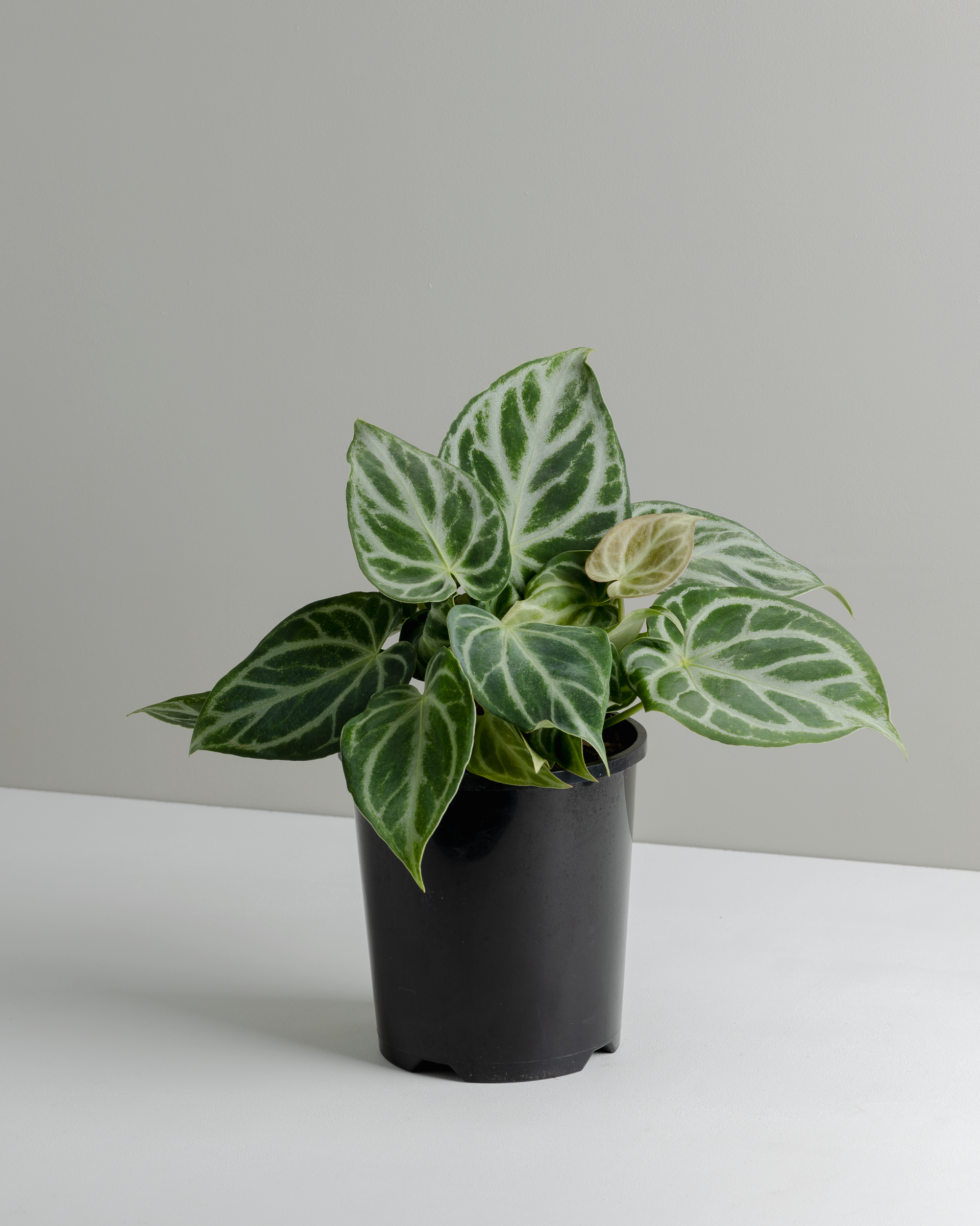 anthurium dorayaki care Anthurium Dorayaki (140mm pot size) – Little Fox Lane