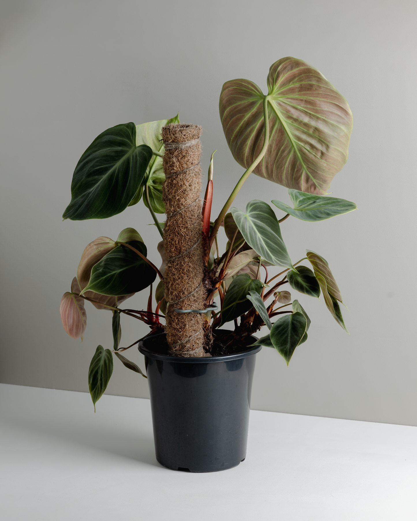 philodendron verrucosum vs el choco red Philodendron El Choco Red (180mm Pot) – Little Fox Lane