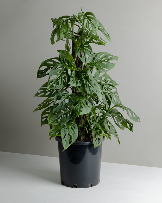 Monstera Adansonii (Swiss cheese, 200mm Pot)