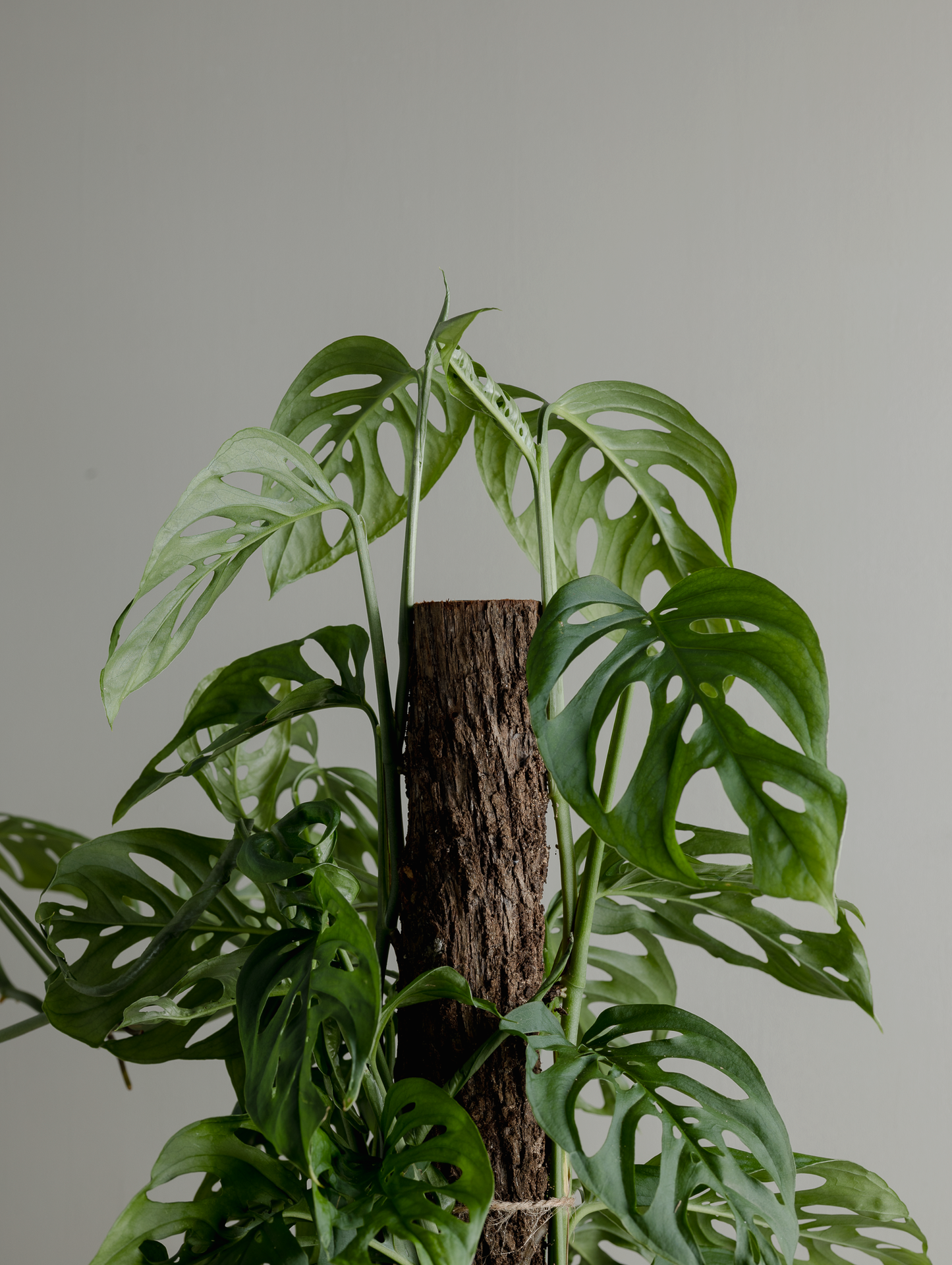 Monstera Adansonii (Swiss cheese, 200mm Pot)