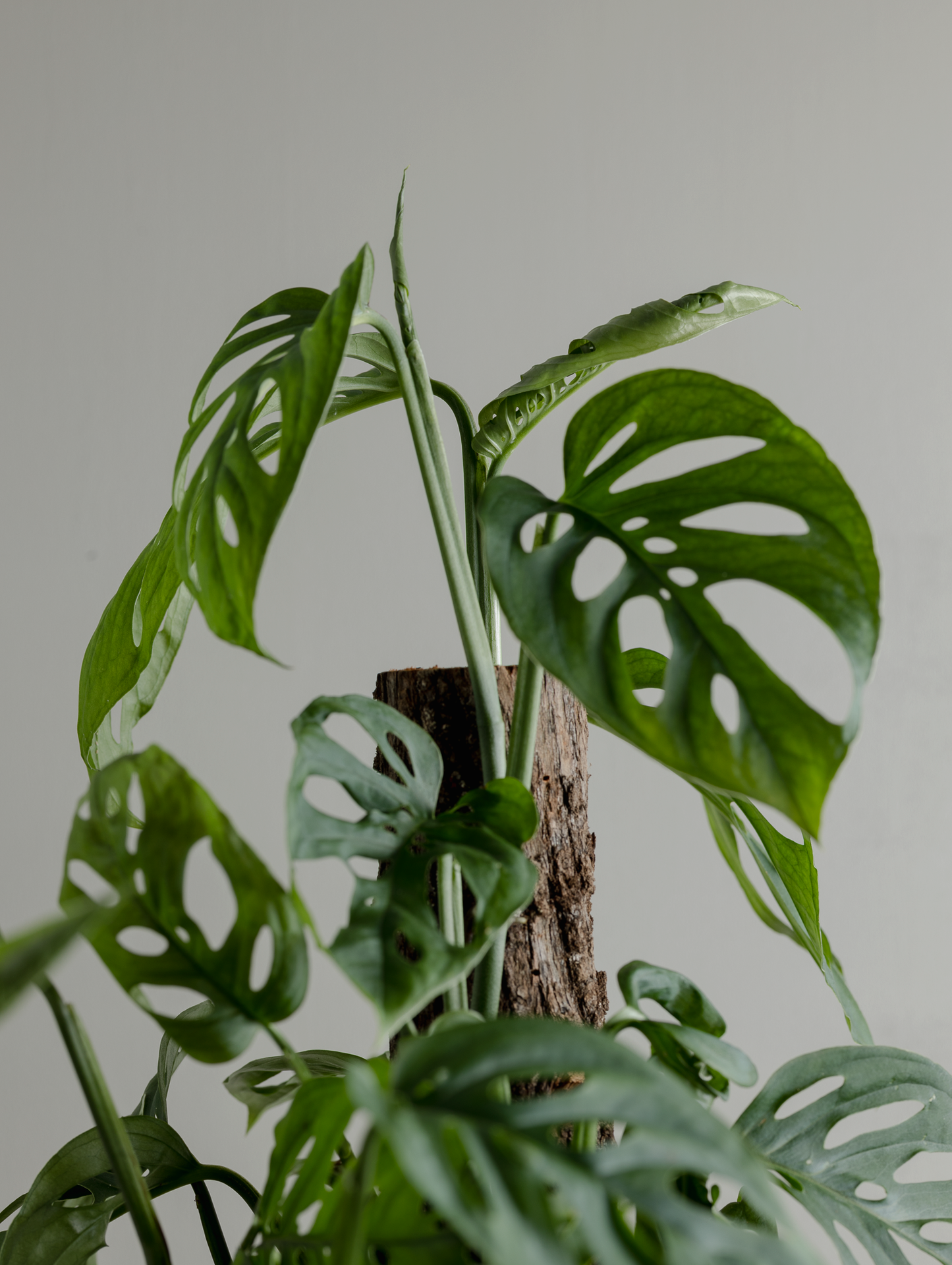 Monstera Adansonii (Swiss cheese, 200mm Pot)