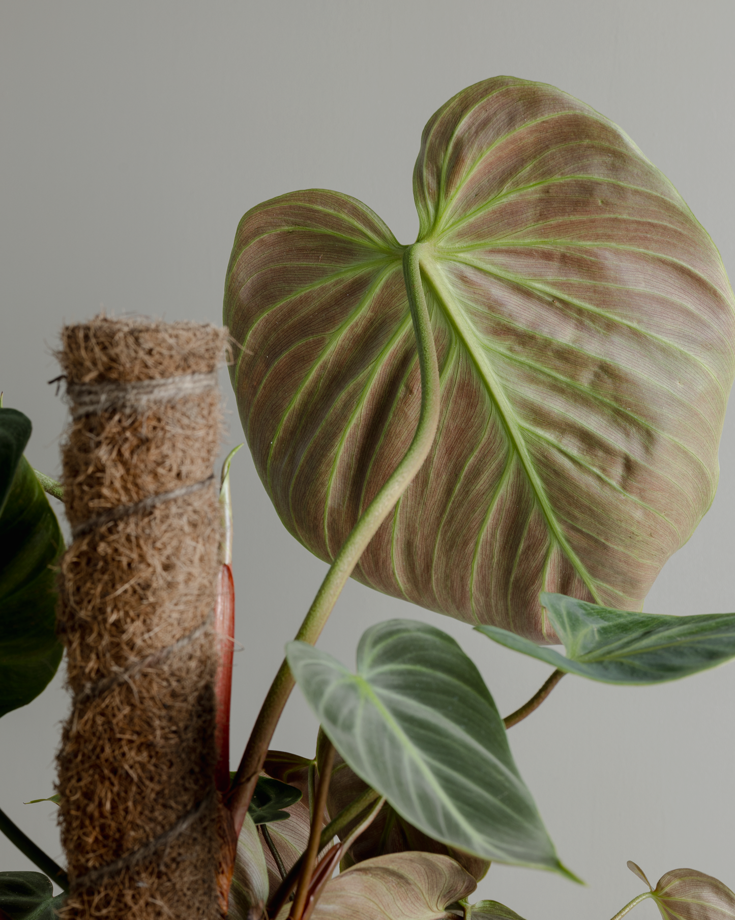 Philodendron El Choco Red (180mm Pot)