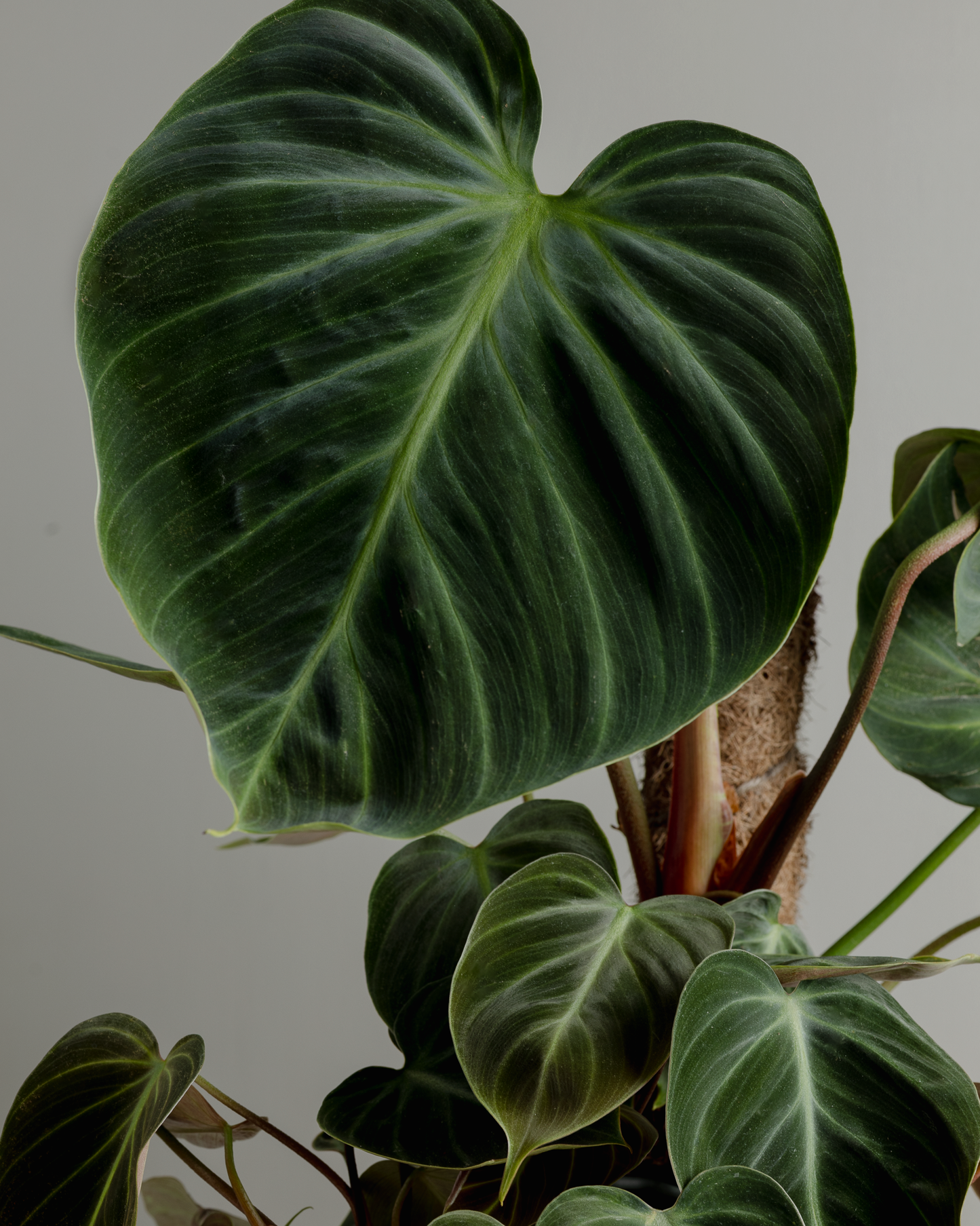 philodendron el choco red vs verrucosum Philodendron El Choco Red (180mm Pot) – Little Fox Lane