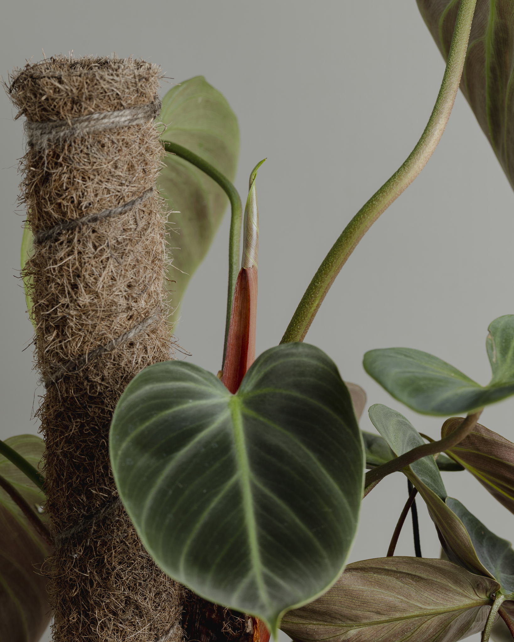 philodendron peach tunnel Philodendron El Choco Red (180mm Pot) – Little Fox Lane