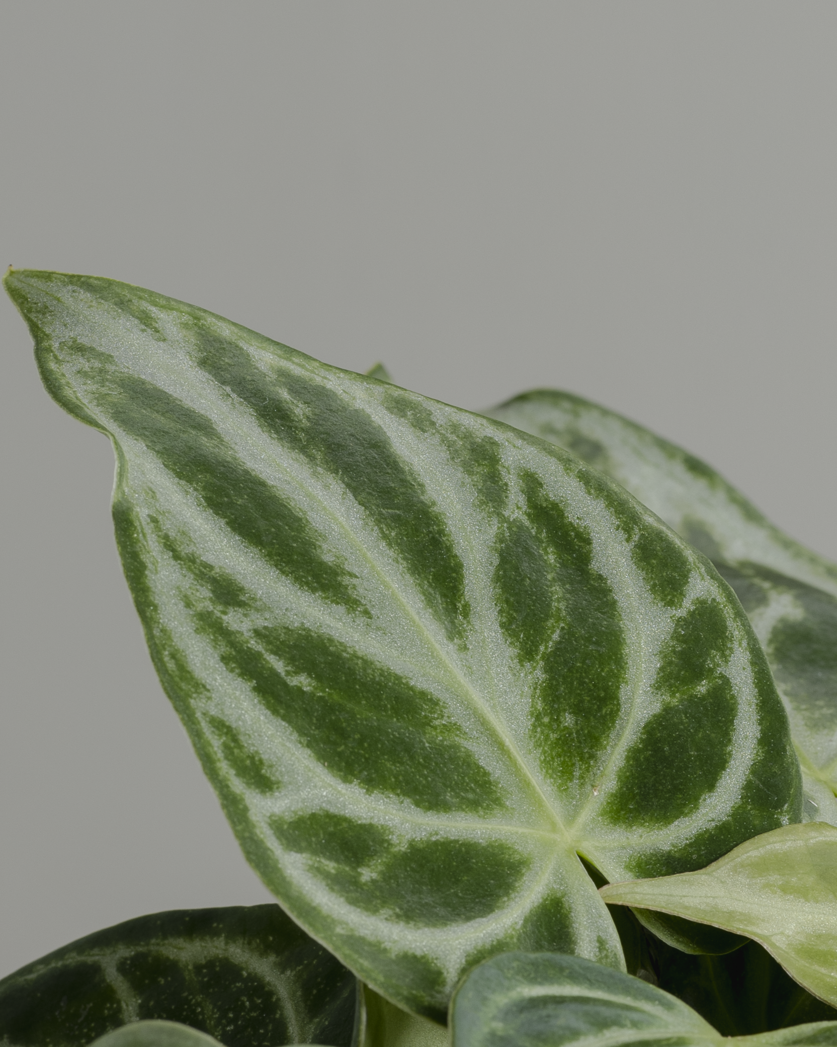 anthurium dakora Anthurium Dorayaki (140mm pot size) – Little Fox Lane