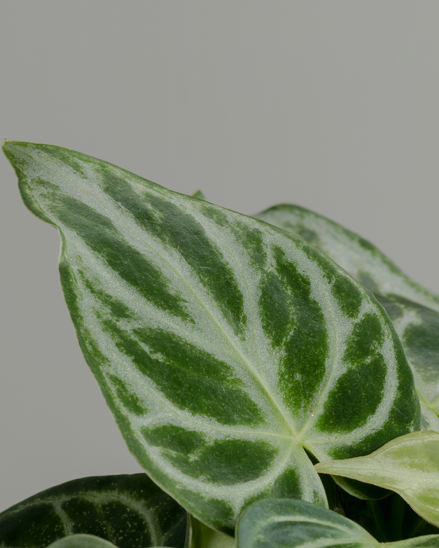 Anthurium Dorayaki (140mm pot size)