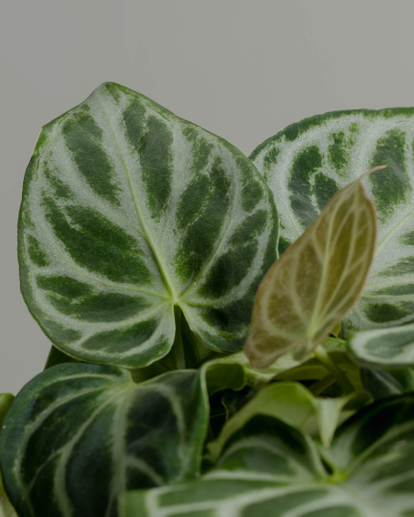 Anthurium Dorayaki (140mm pot size)