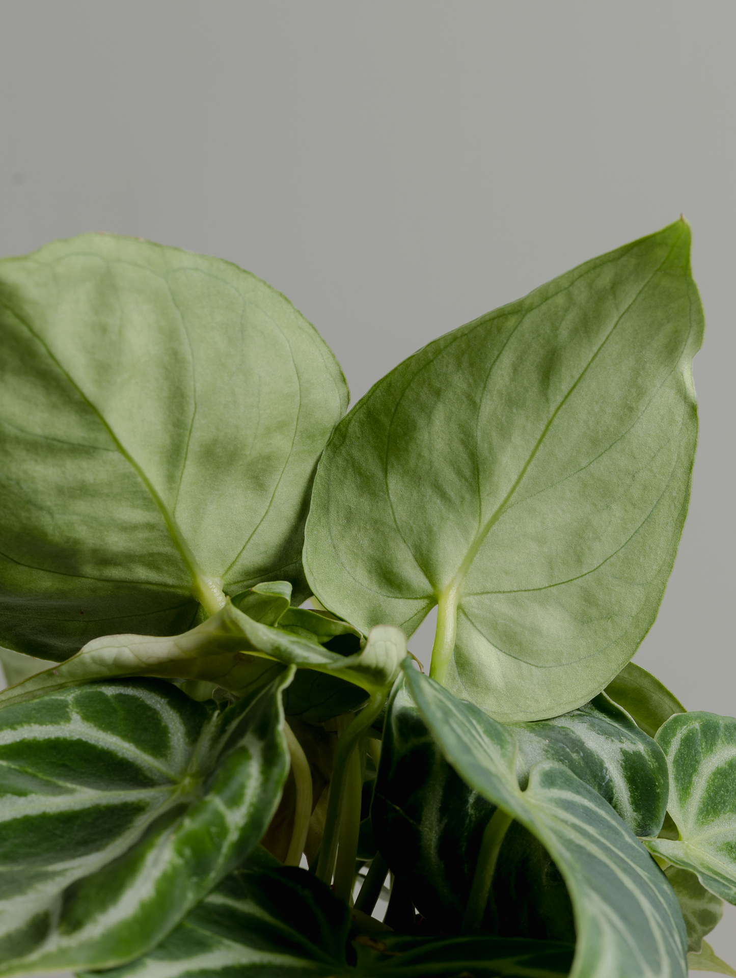 Anthurium Dorayaki (140mm pot size)