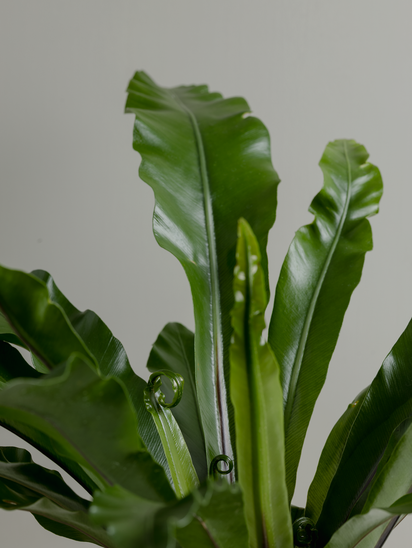 Asplenium (130mm pot size)