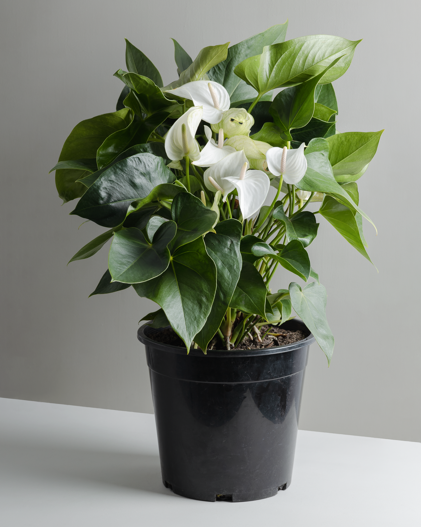 Anthurium andraeanum, White Sierra (300mm pot)