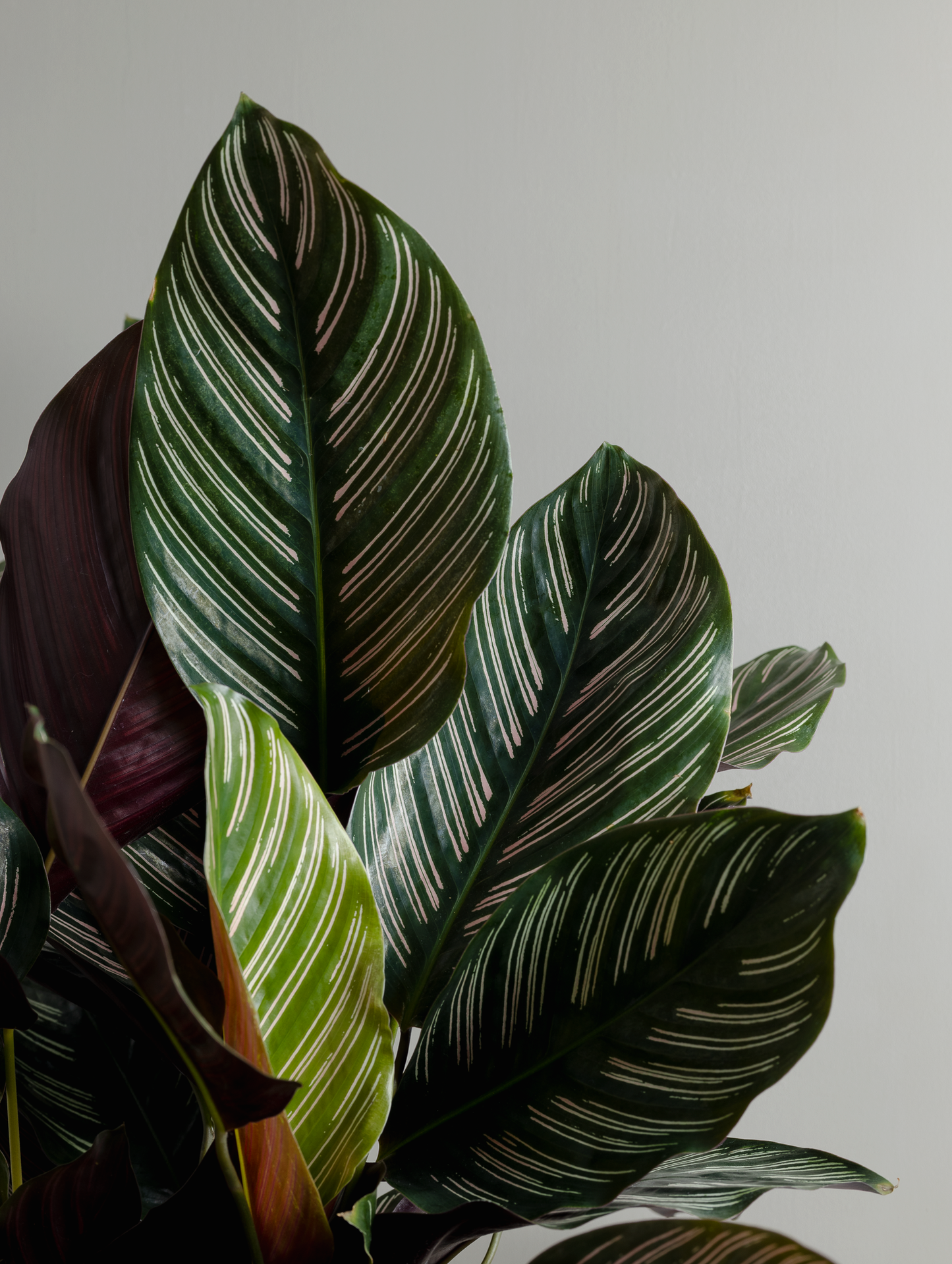 Calathea Ornata, Pinstripe plant (200mm pot size)