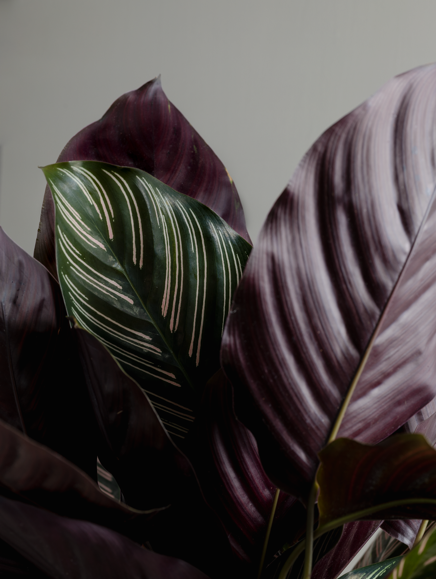 Calathea Ornata, Pinstripe plant (200mm pot size)