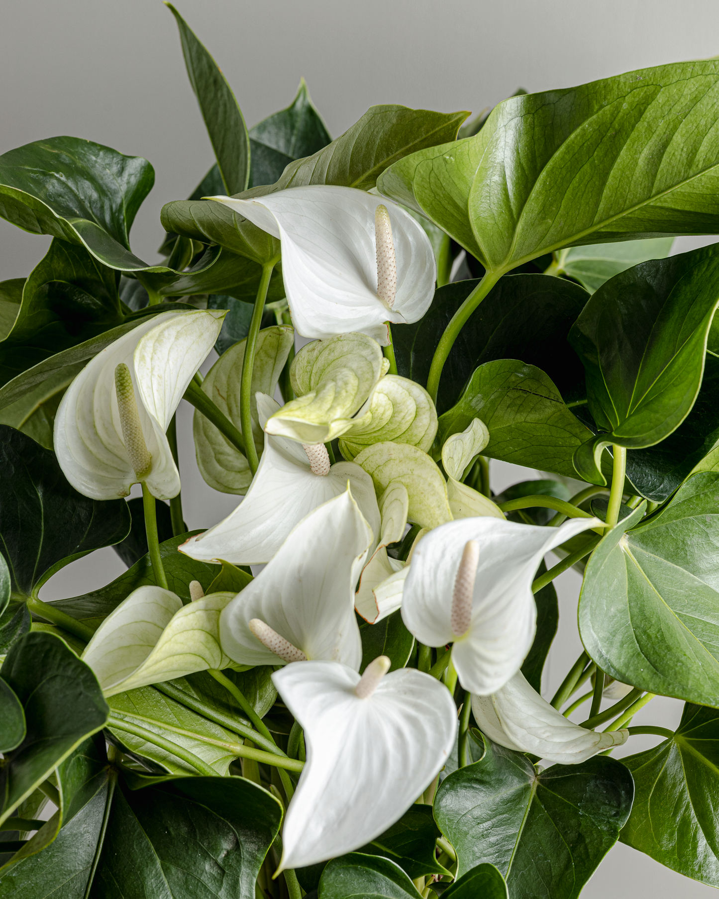Anthurium andraeanum, White Sierra (300mm pot)