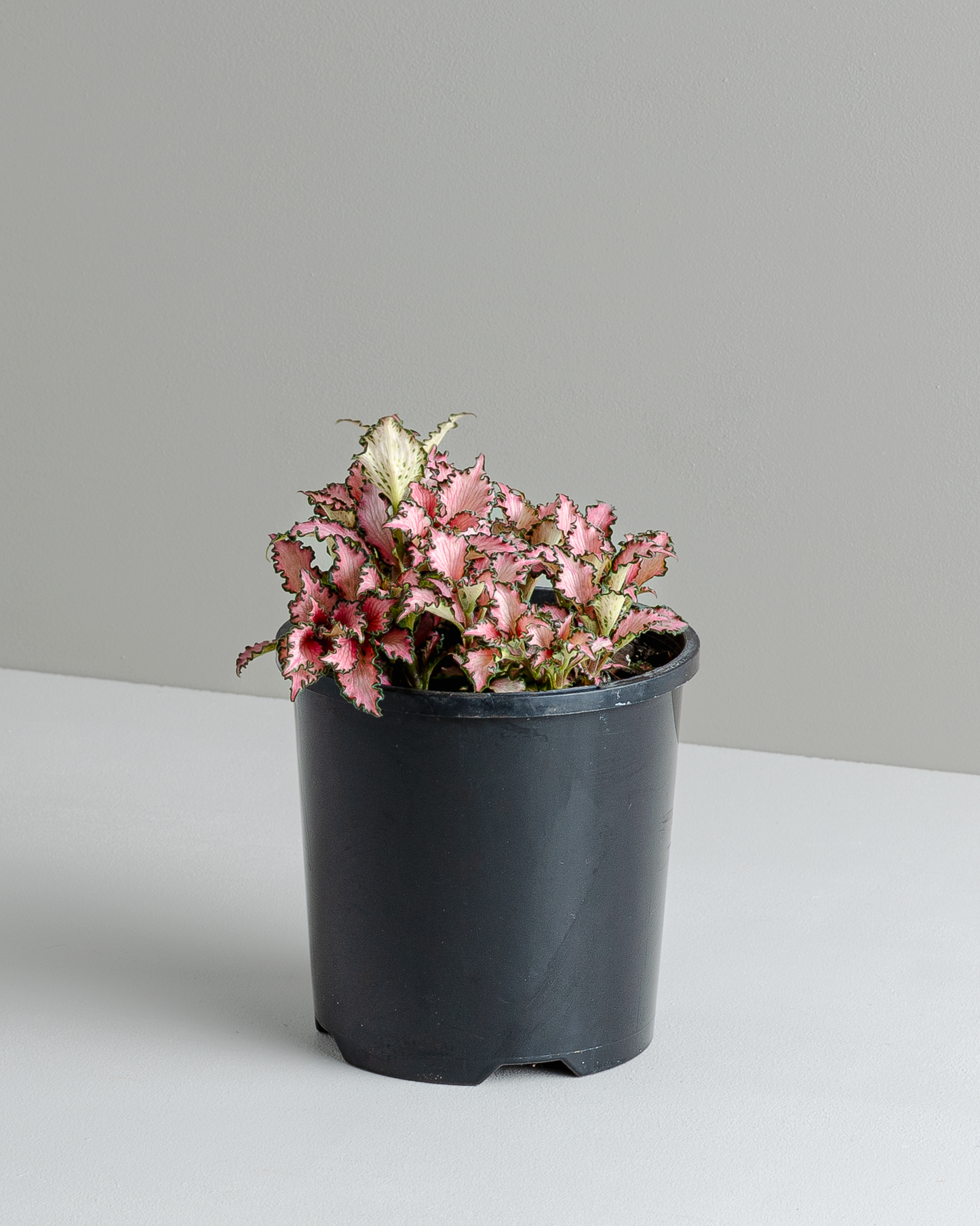 Fittonia 'Pinky' (100mm pot size)