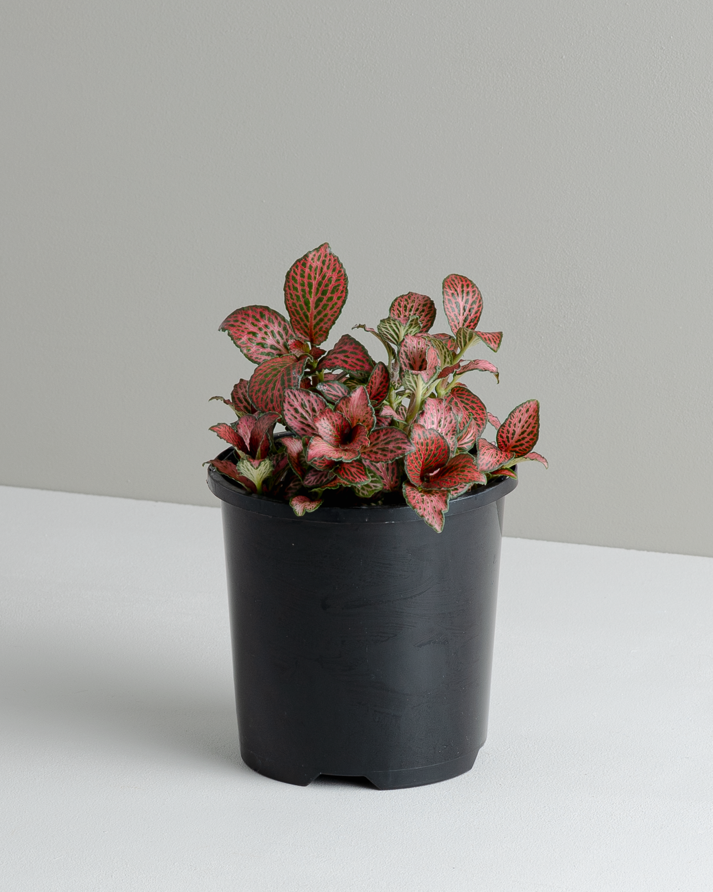 Fittonia 'Red Cloud' (100mm pot size)