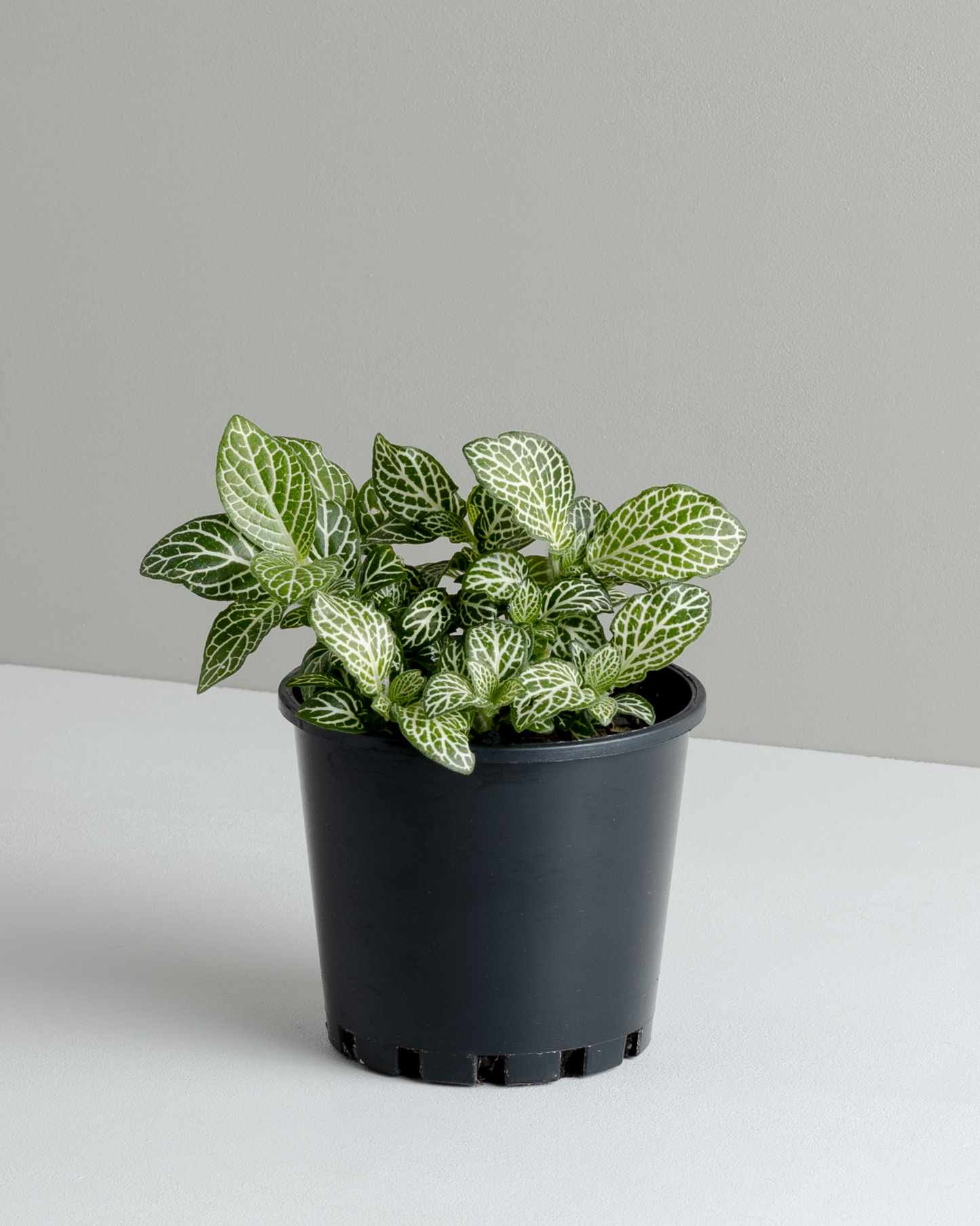 Fittonia 'White' (100mm pot size)