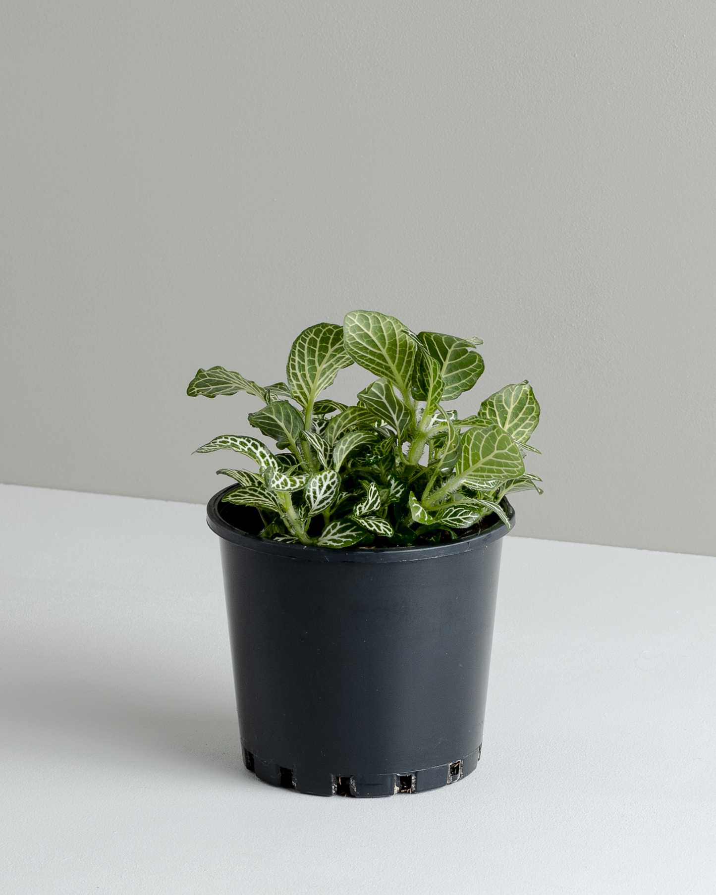 Fittonia 'White' (100mm pot size)