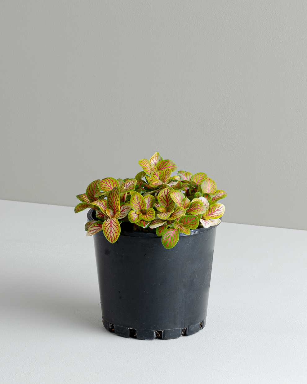 Fittonia 'Skeleton' (100mm pot size) – Little Fox Lane