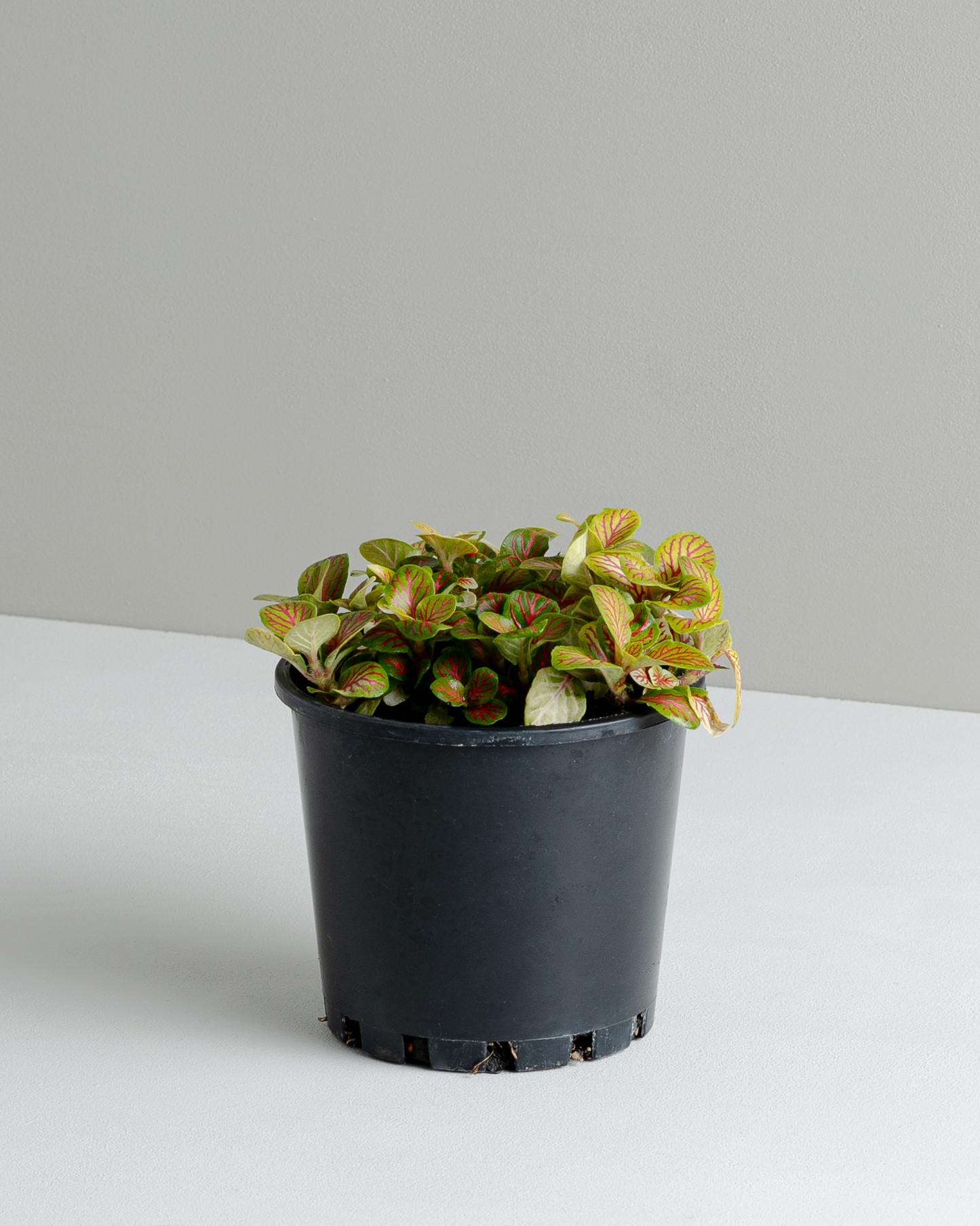 Fittonia 'Skeleton' (100mm pot size)