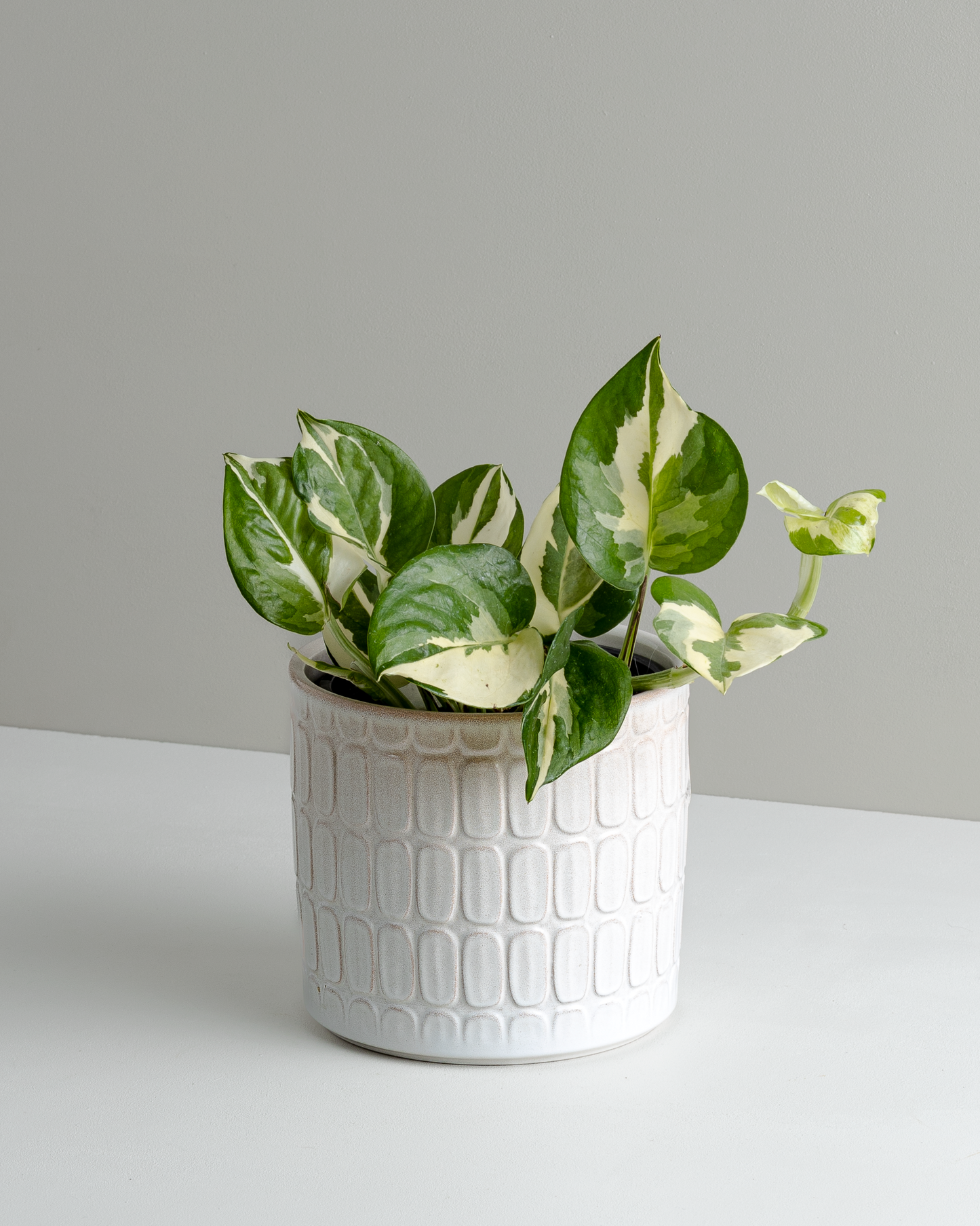 Lagom pot (125mm Pot Size)