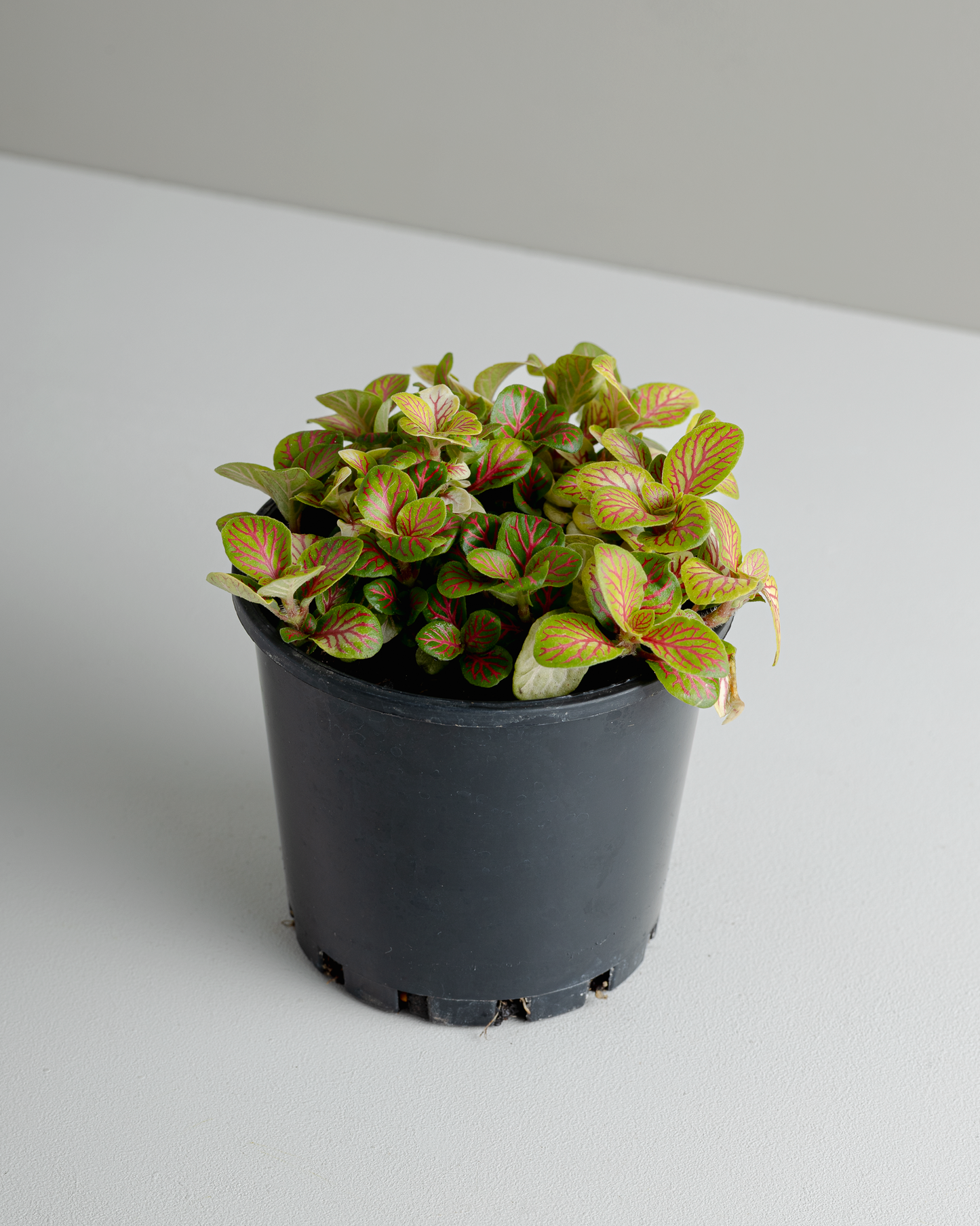 Fittonia 'Skeleton' (100mm pot size)