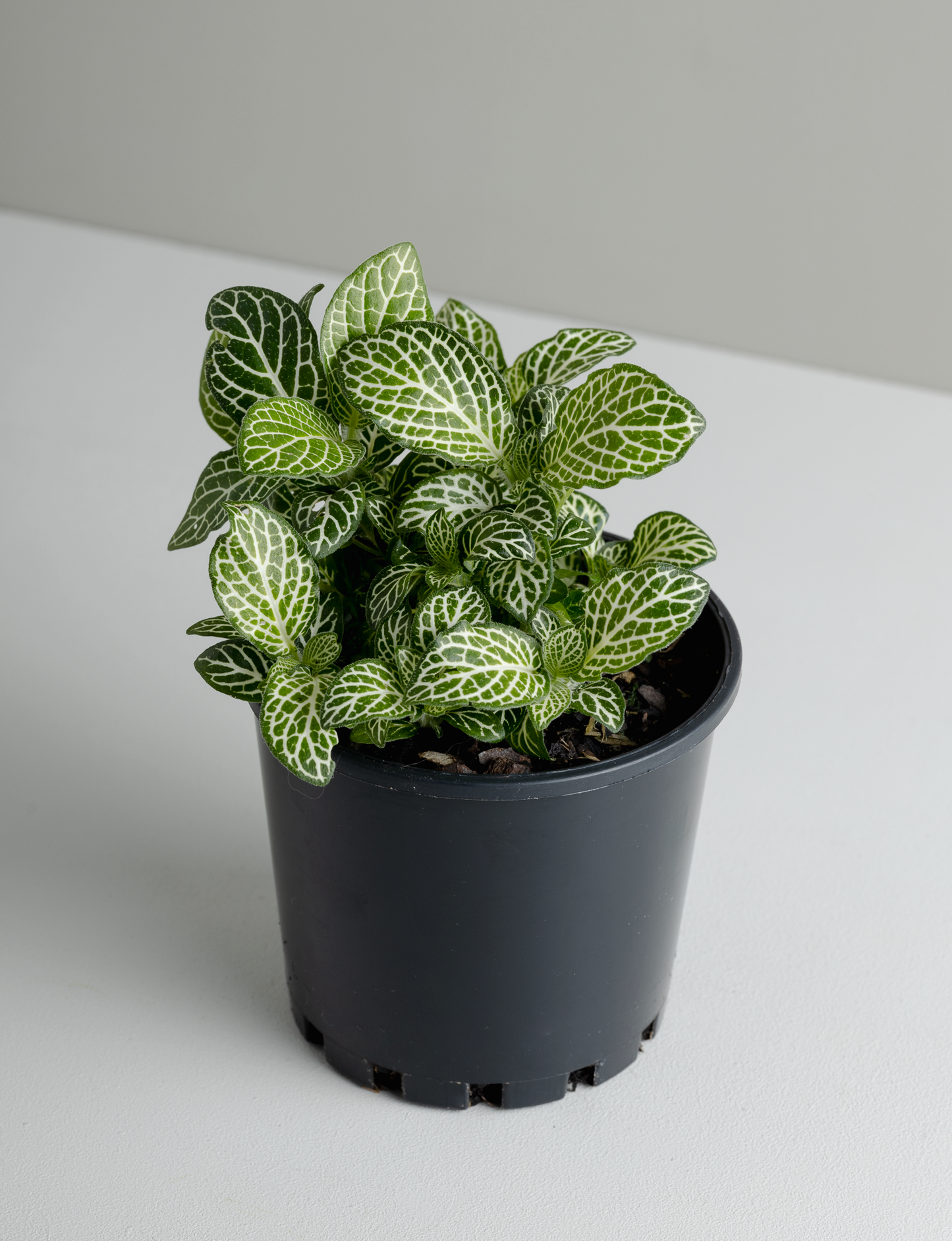 Fittonia 'White' (100mm pot size)