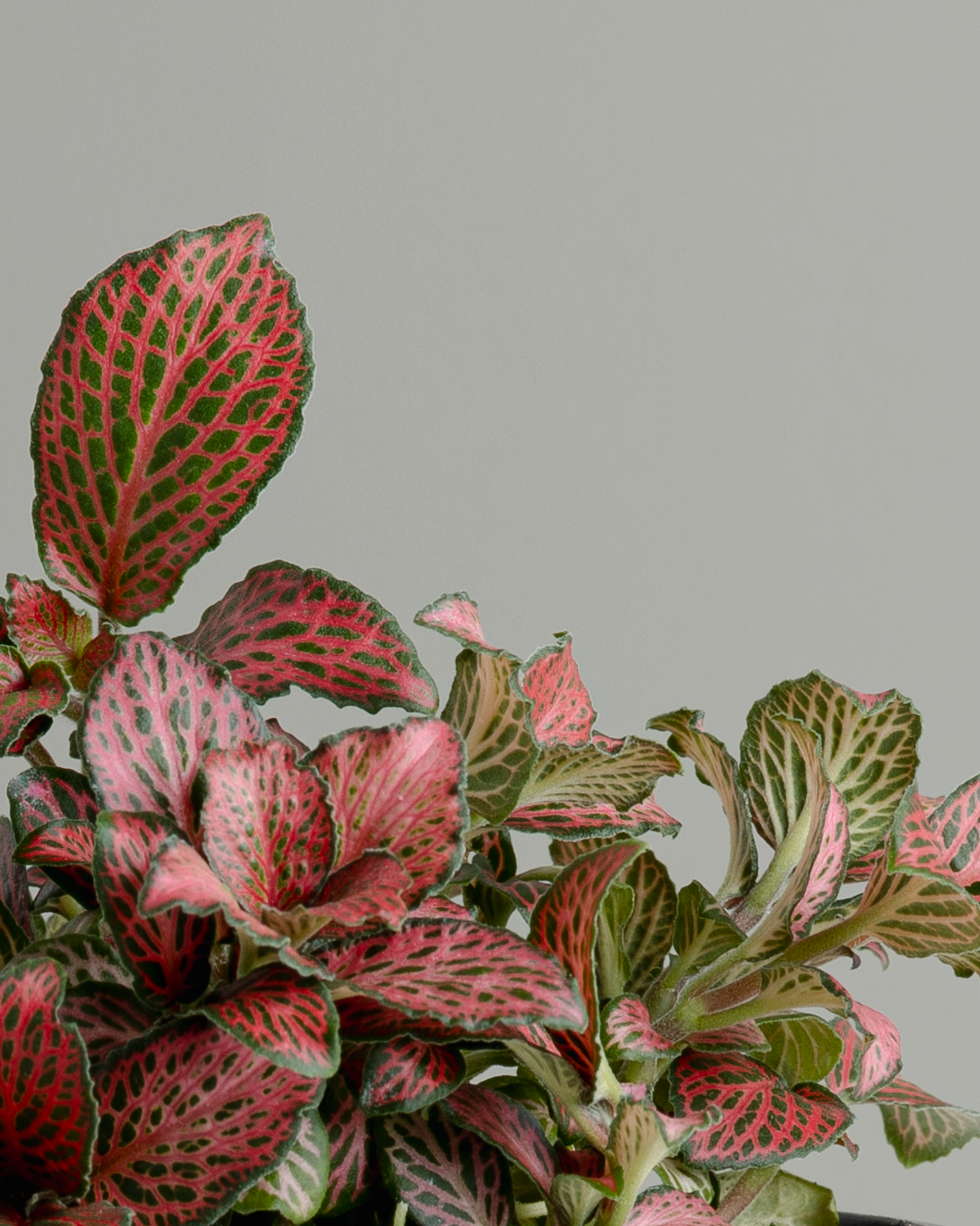 Fittonia 'Red Cloud' (100mm pot size)
