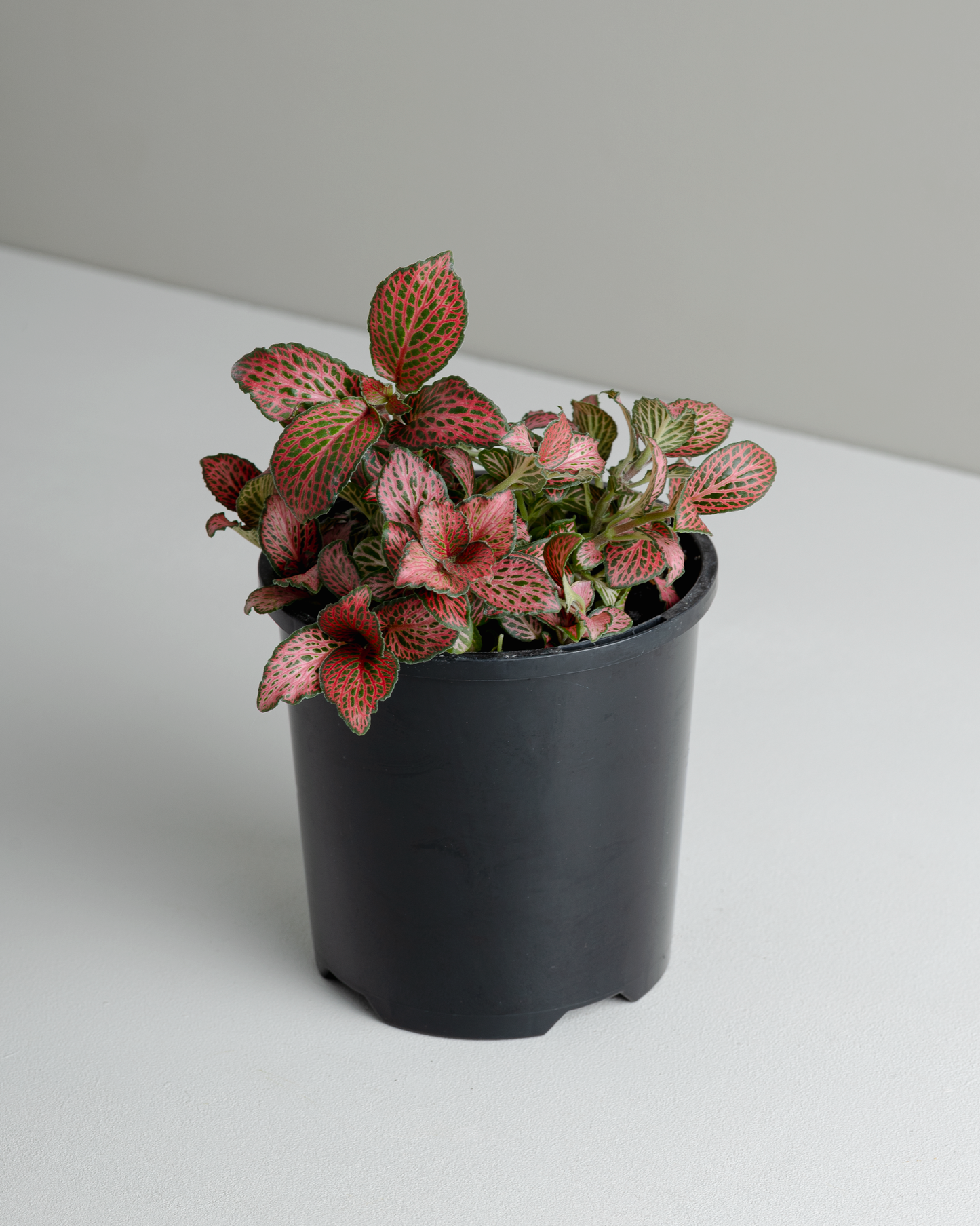 Fittonia 'Red Cloud' (100mm pot size)